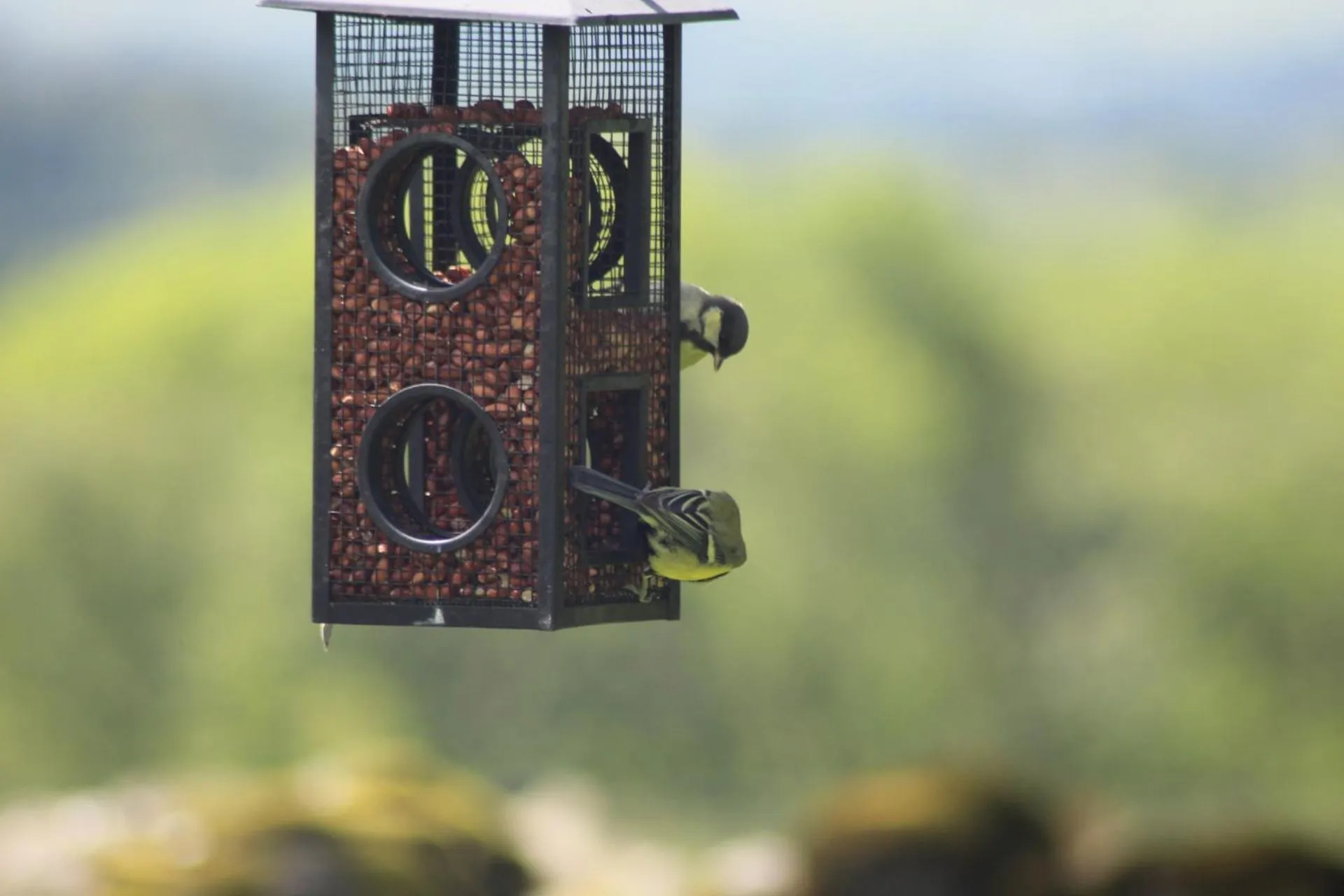 Animals in Lane Head Farm Country Guest House