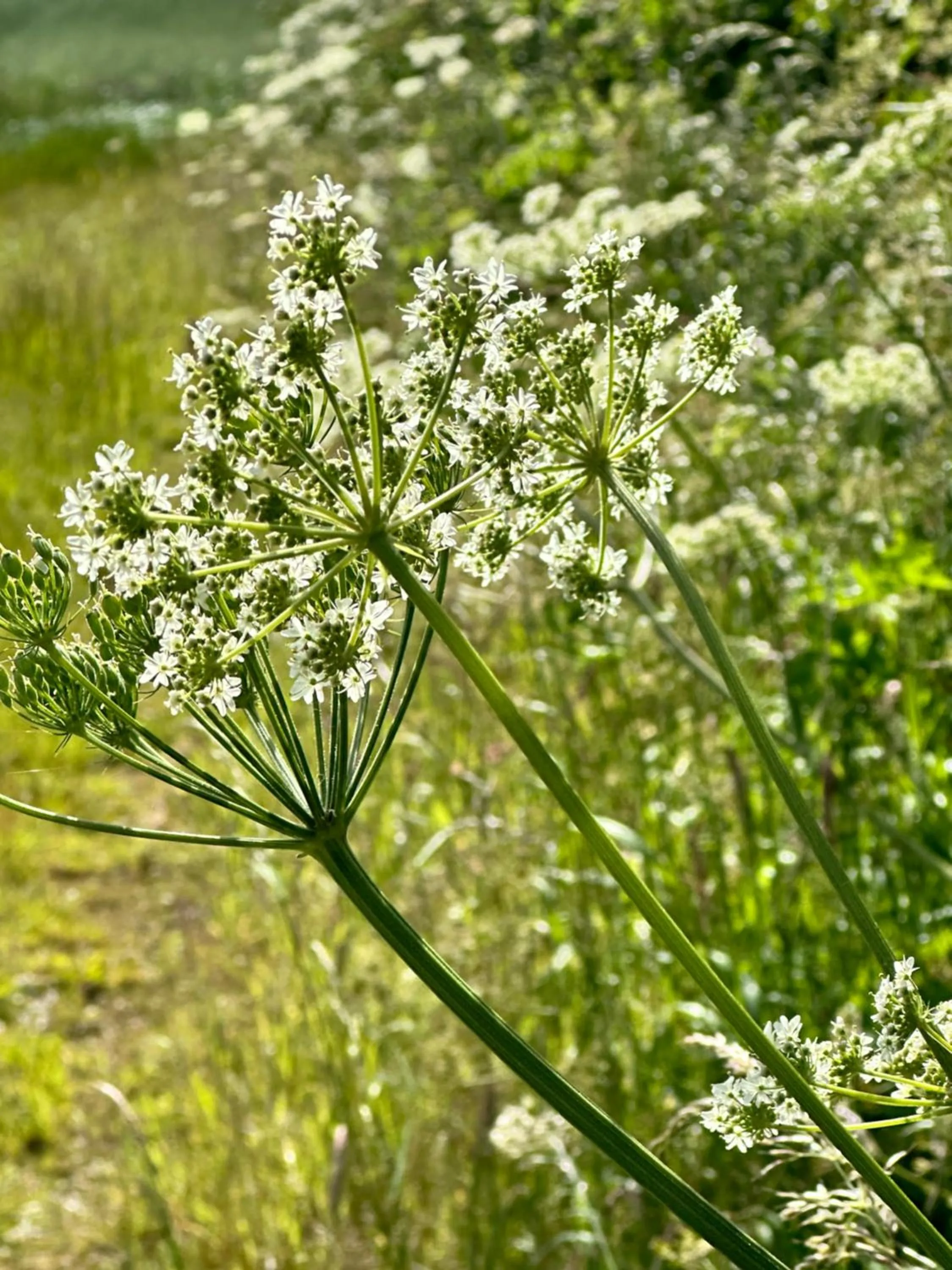 Bybrook Barn Bed & Breakfast