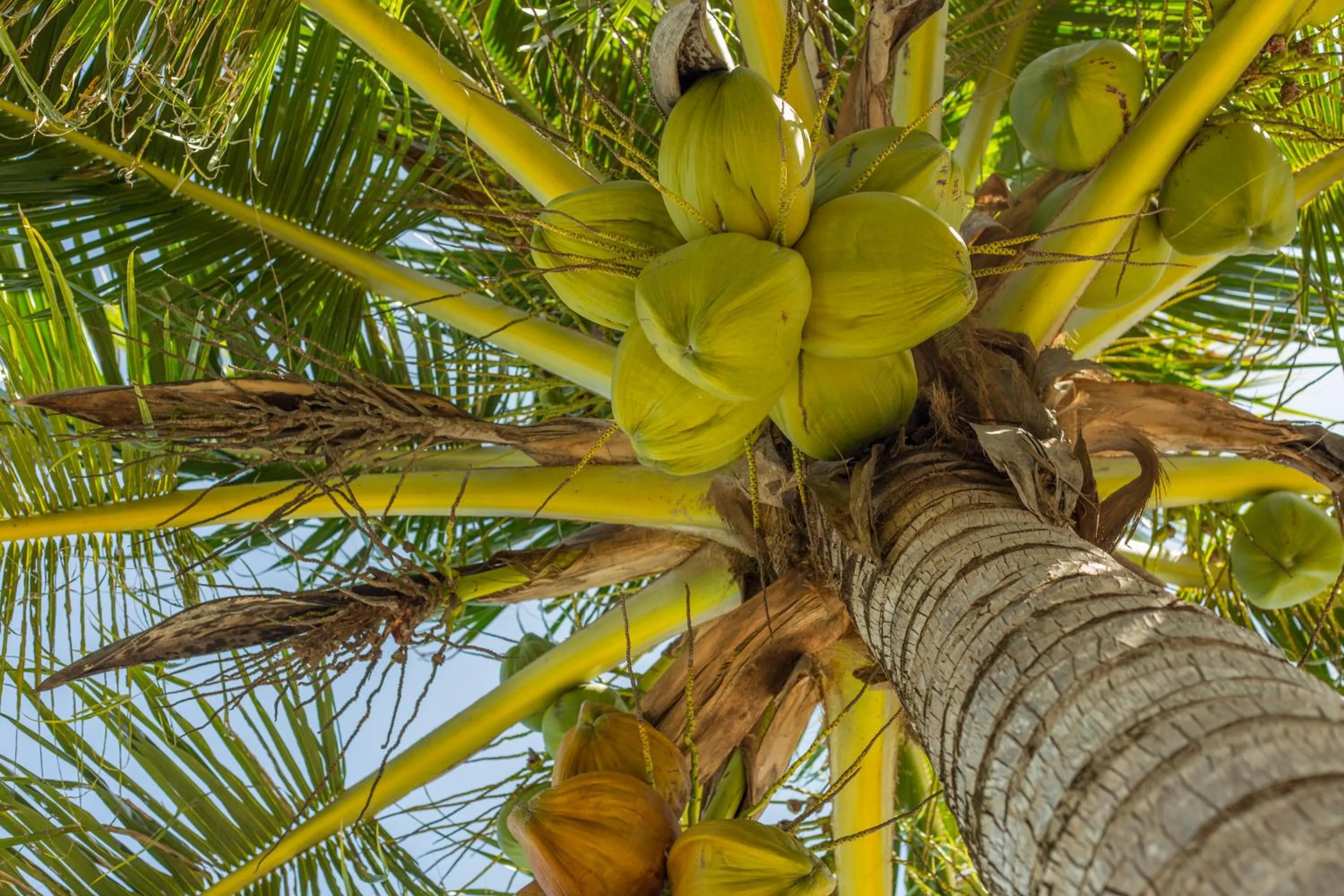Beach in Wild Pasir Panjang