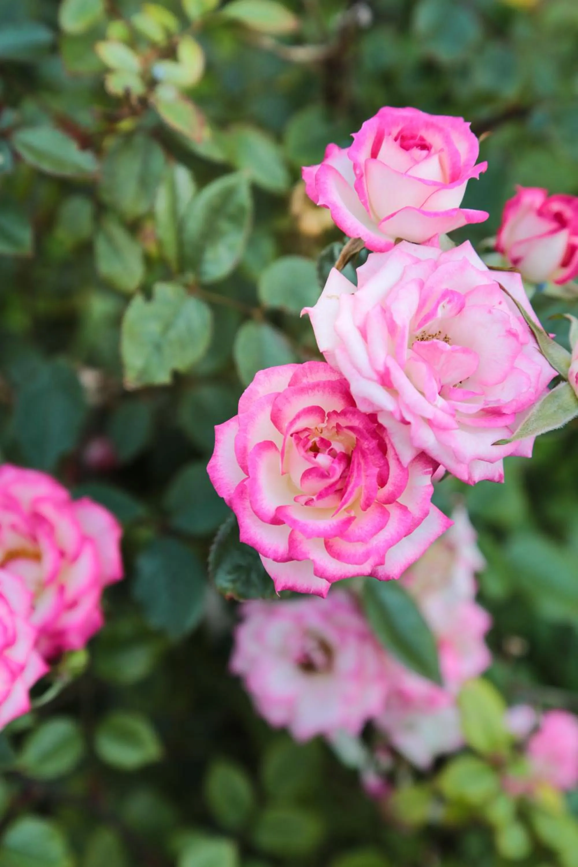 Spring in Misty Waves Boutique Hotel