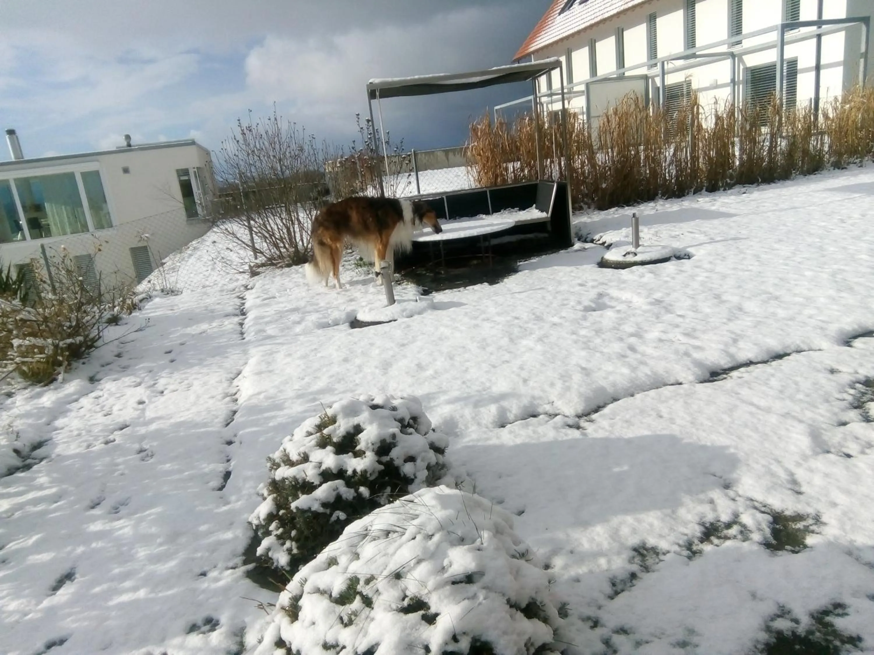 Neighbourhood in Swiss Borzoi House