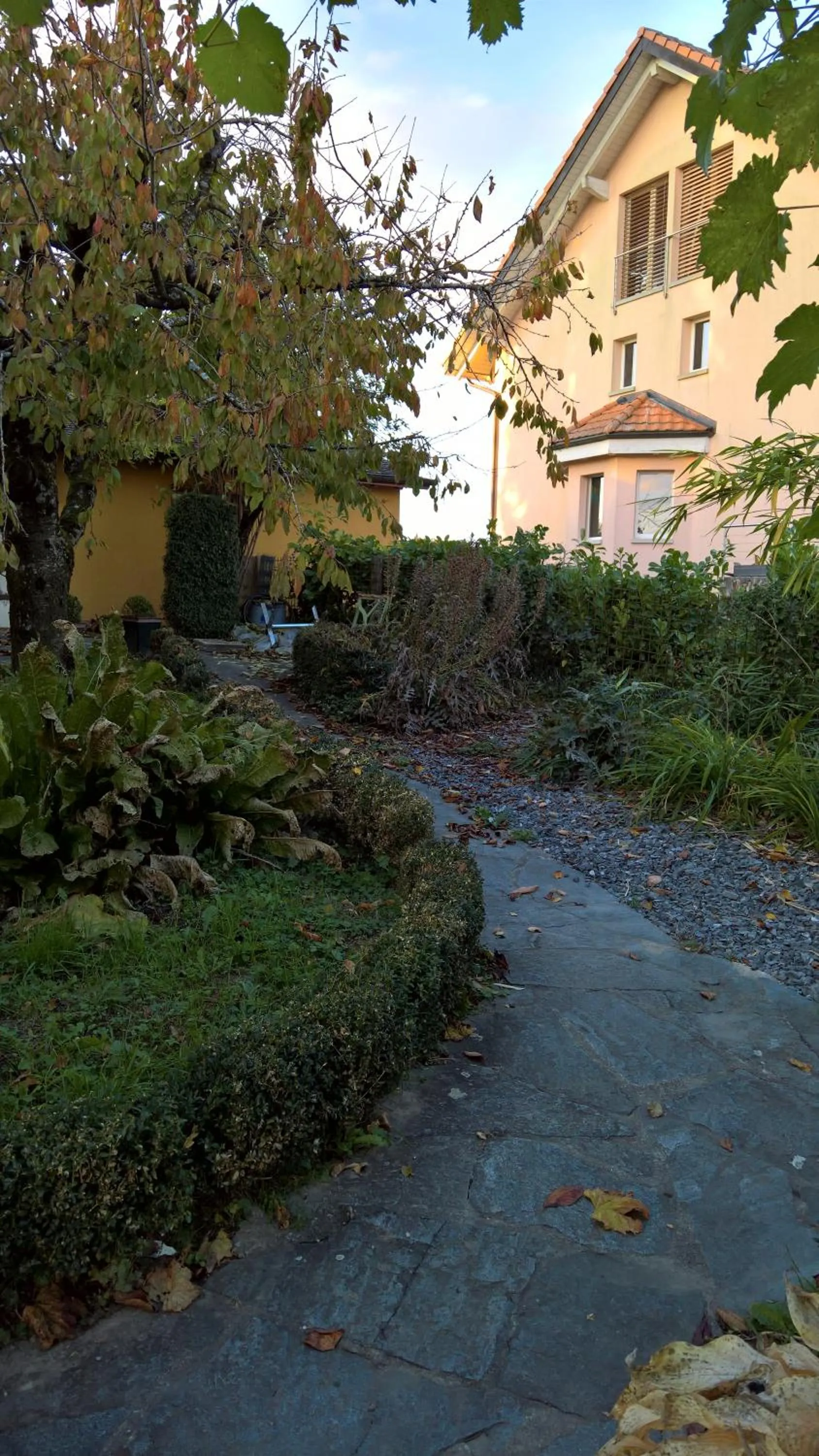 Garden in Swiss Borzoi House