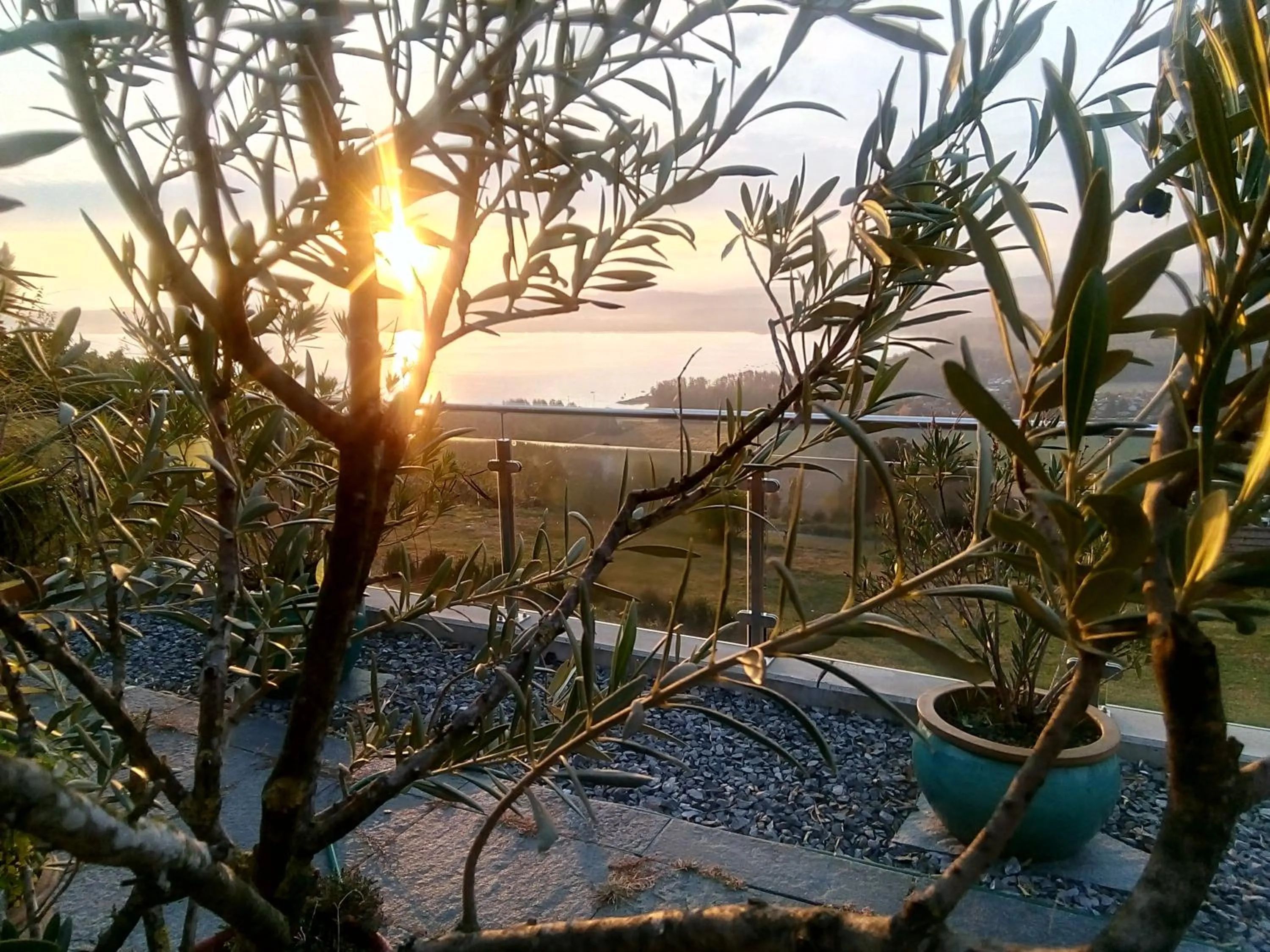 View (from property/room) in Swiss Borzoi House