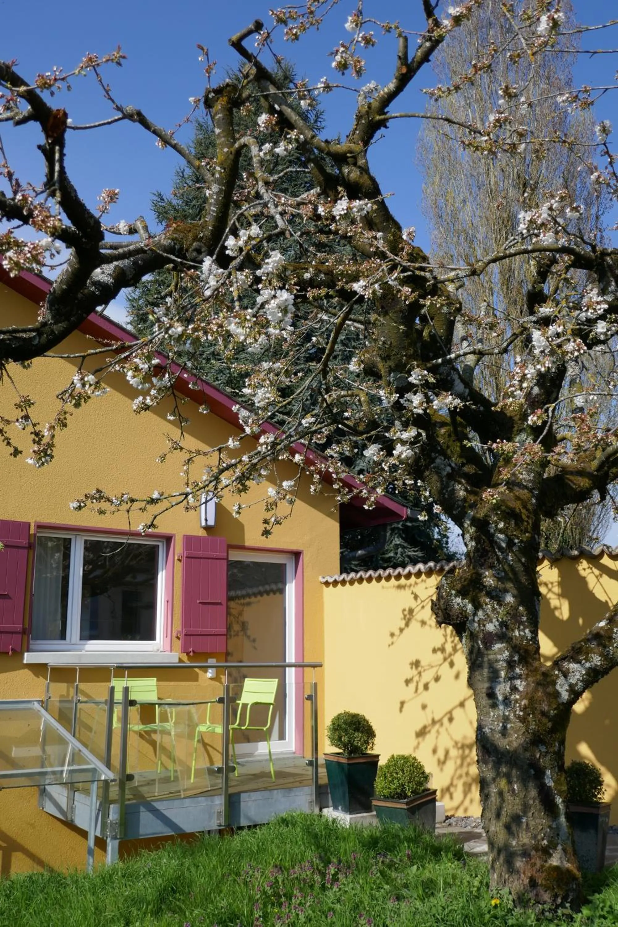 Spring in Swiss Borzoi House