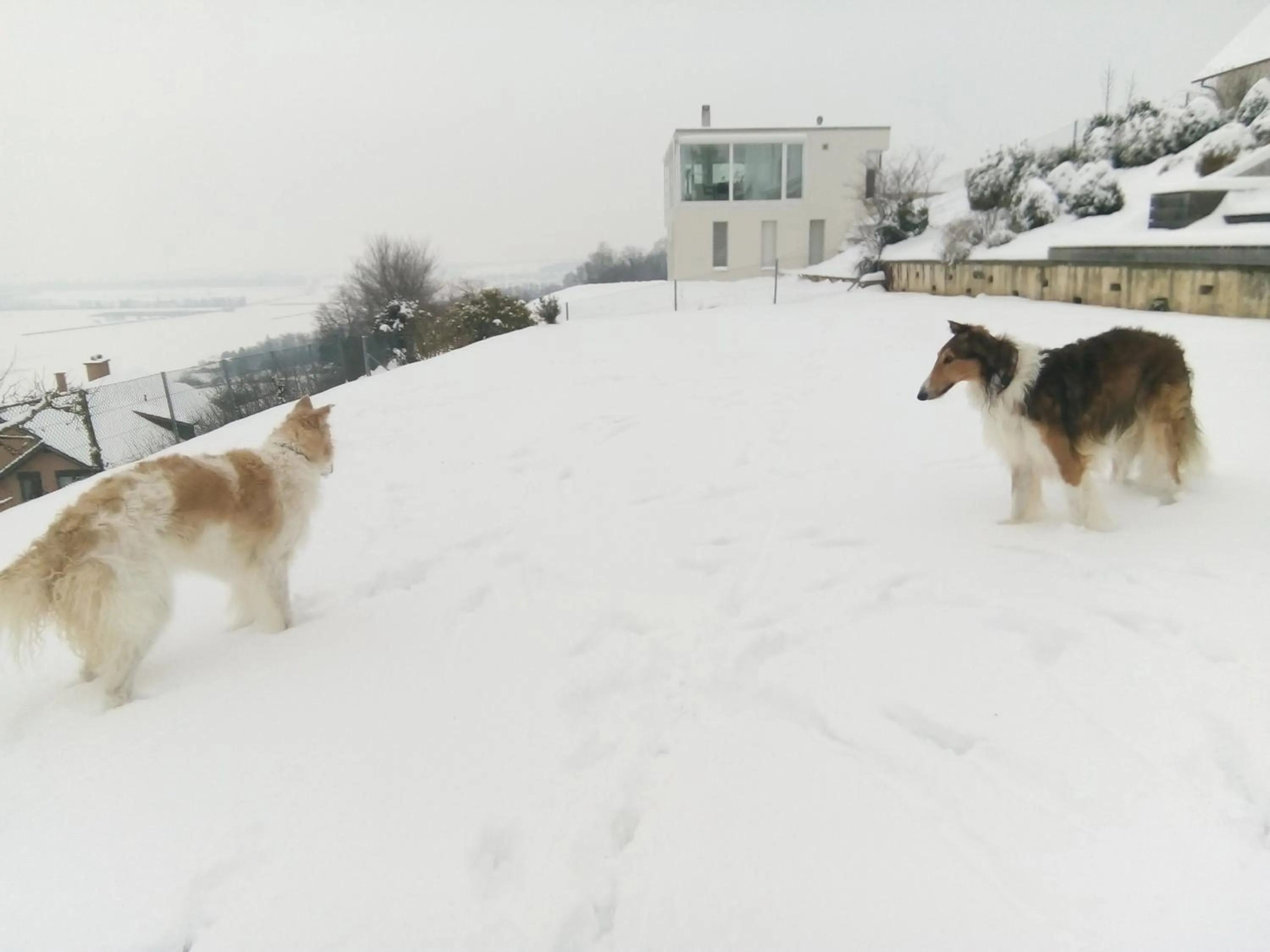 Neighbourhood in Swiss Borzoi House