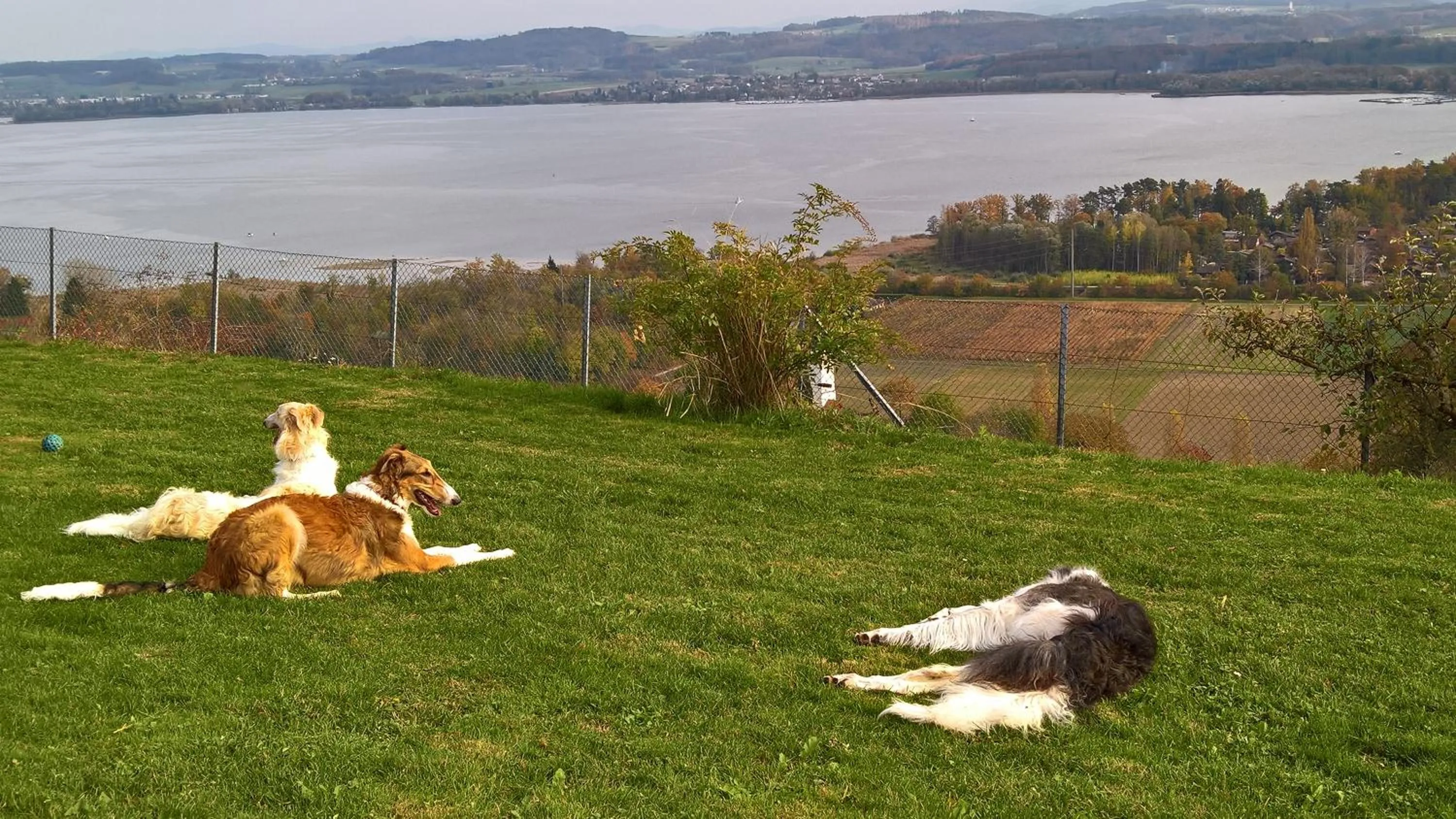 Property building in Swiss Borzoi House