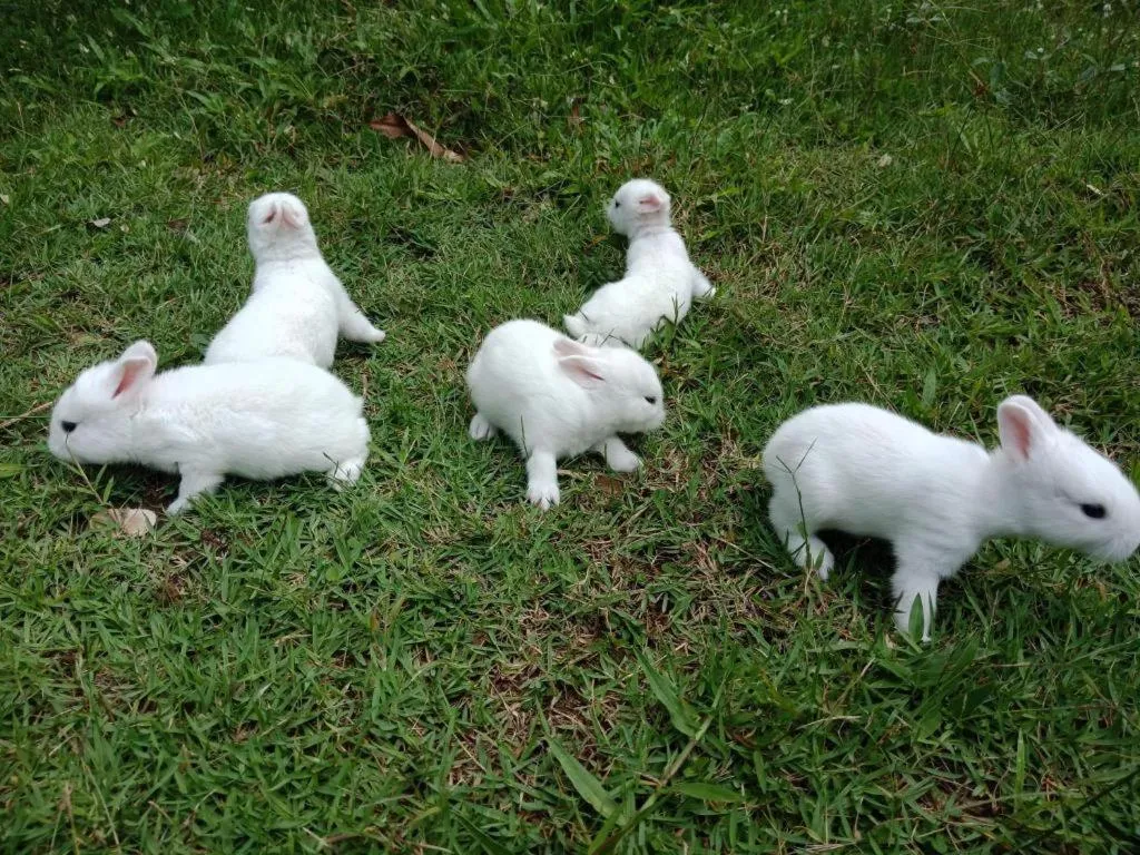 Chiangkhan Greenview Resort