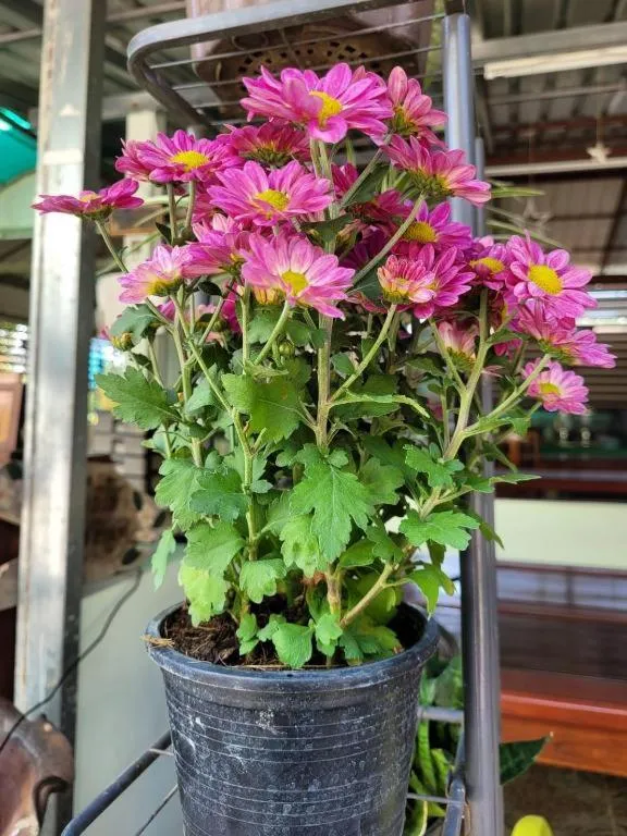 Chiangkhan Greenview Resort