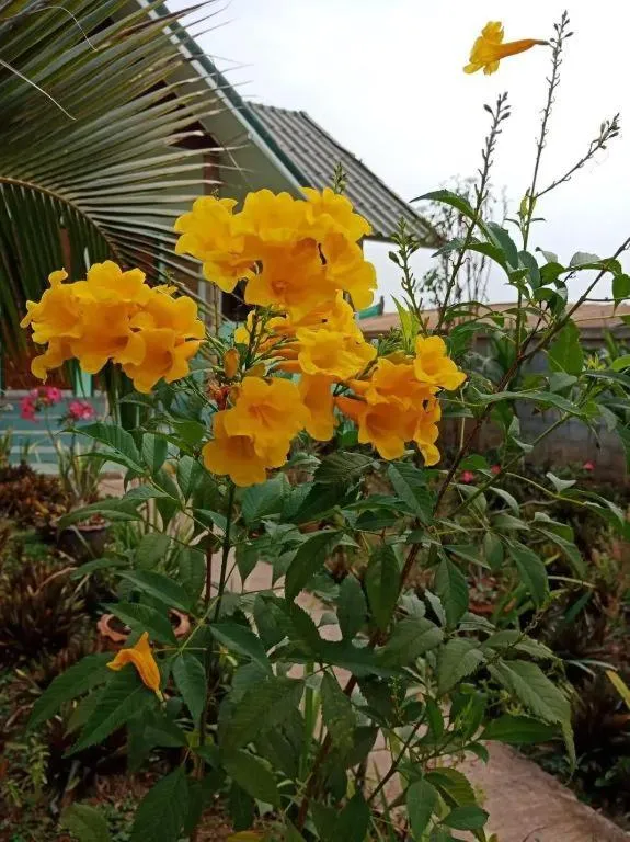 Chiangkhan Greenview Resort