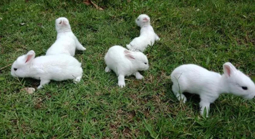 Chiangkhan Greenview Resort