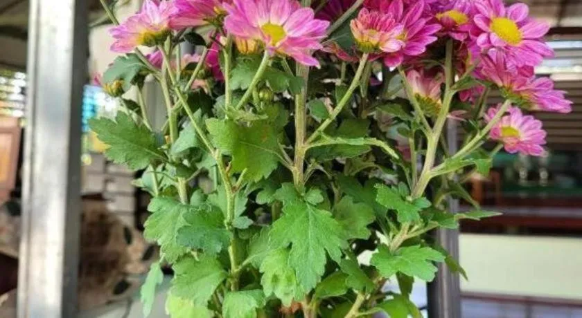 Chiangkhan Greenview Resort