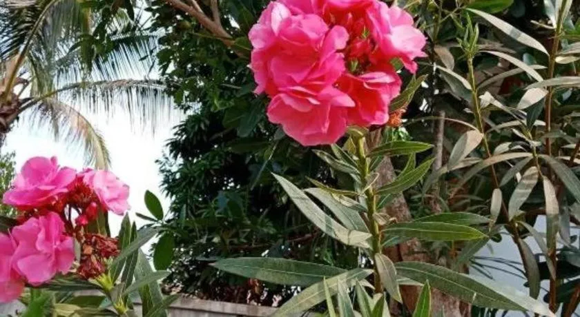 Chiangkhan Greenview Resort