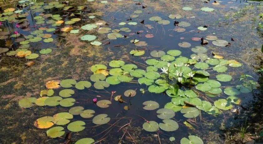 Chiw Rim Chon Resort Pak Chong