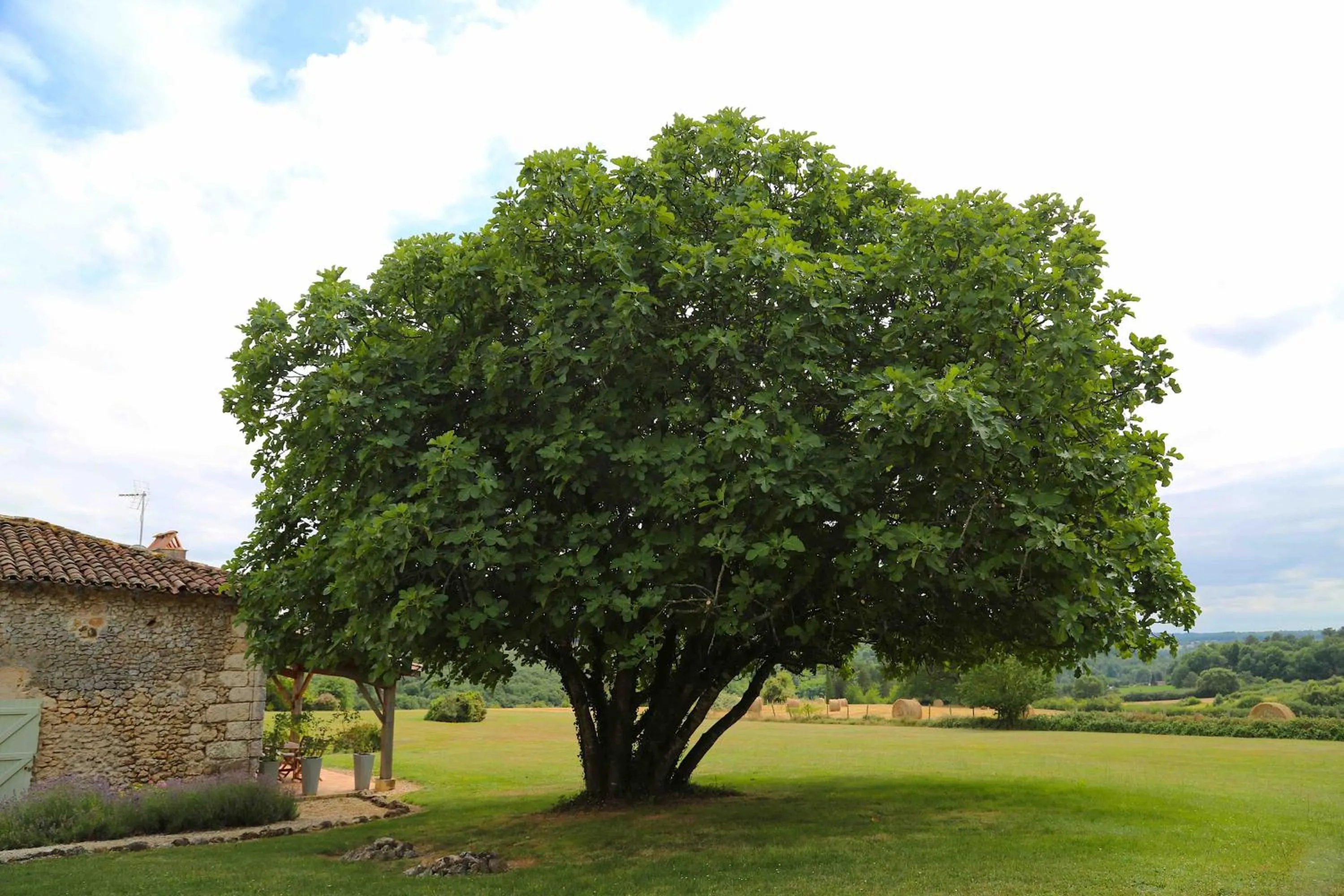 Garden in Gites Boutique