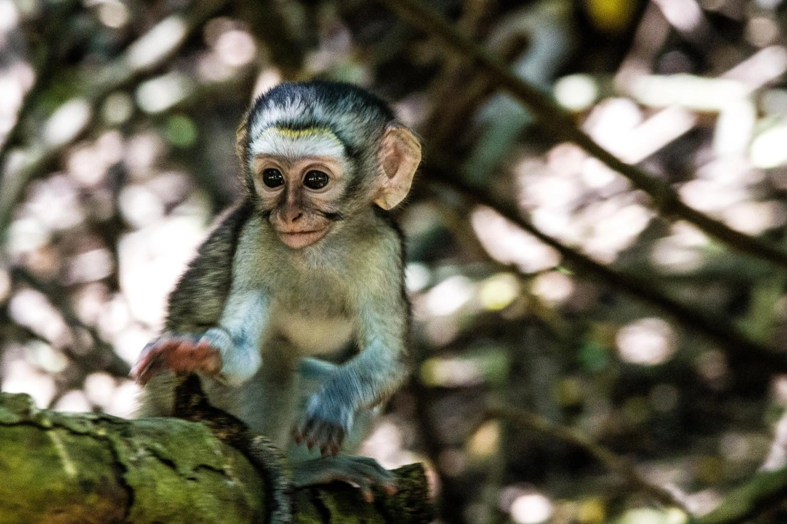 Animals in At Heritage House