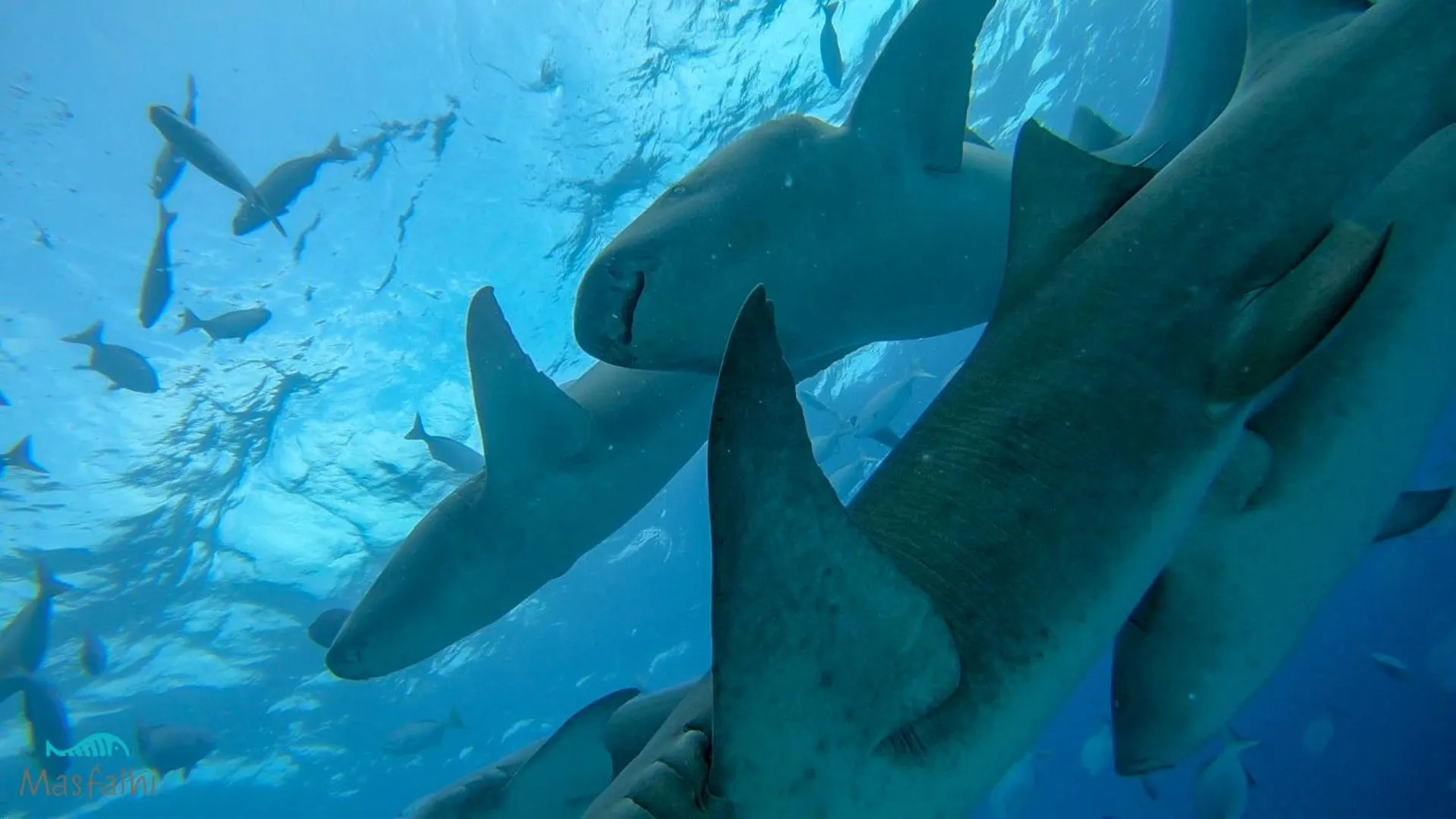 Activities in Masfalhi View Inn