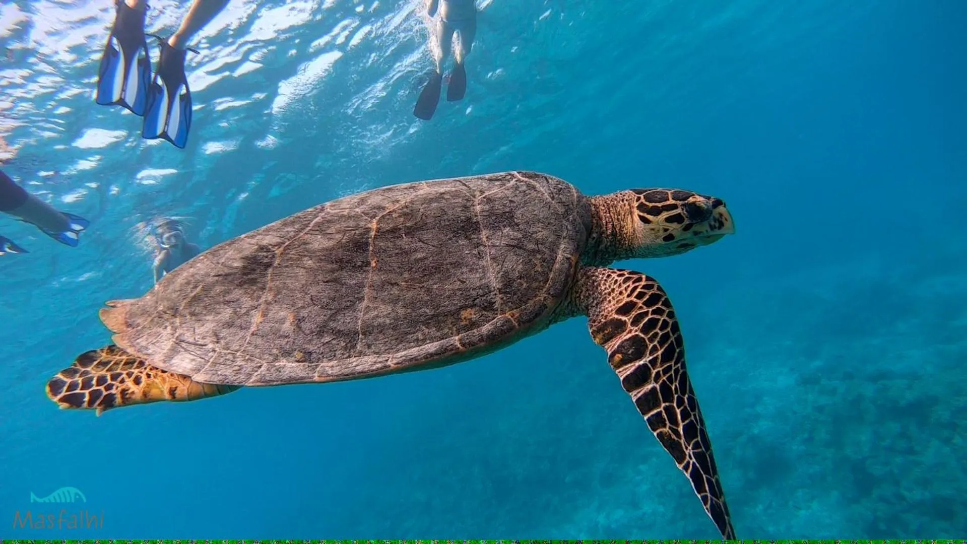 Activities in Masfalhi View Inn