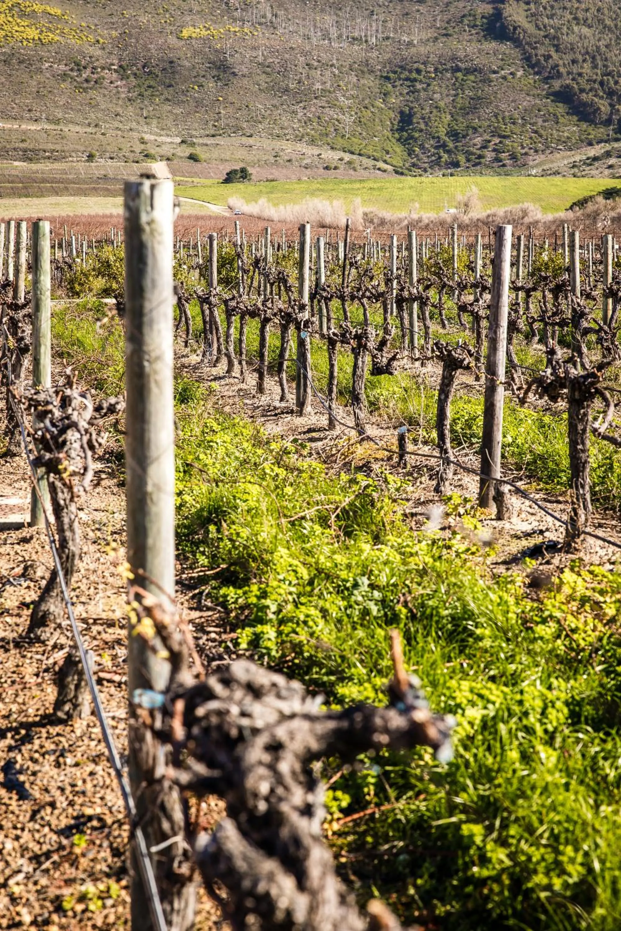 Natural landscape in Steenberg Hotel & Spa