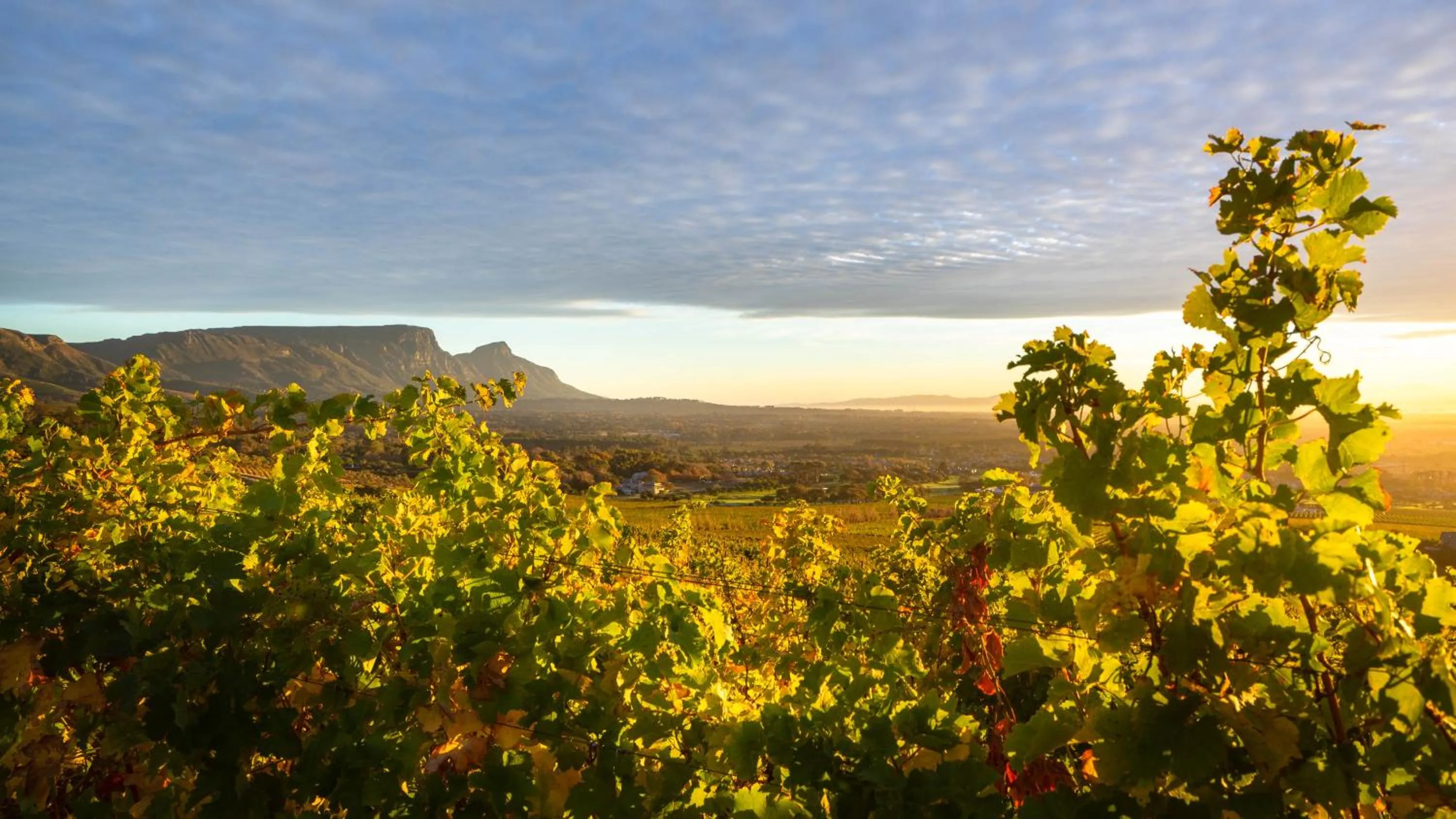 Natural landscape in Steenberg Hotel & Spa