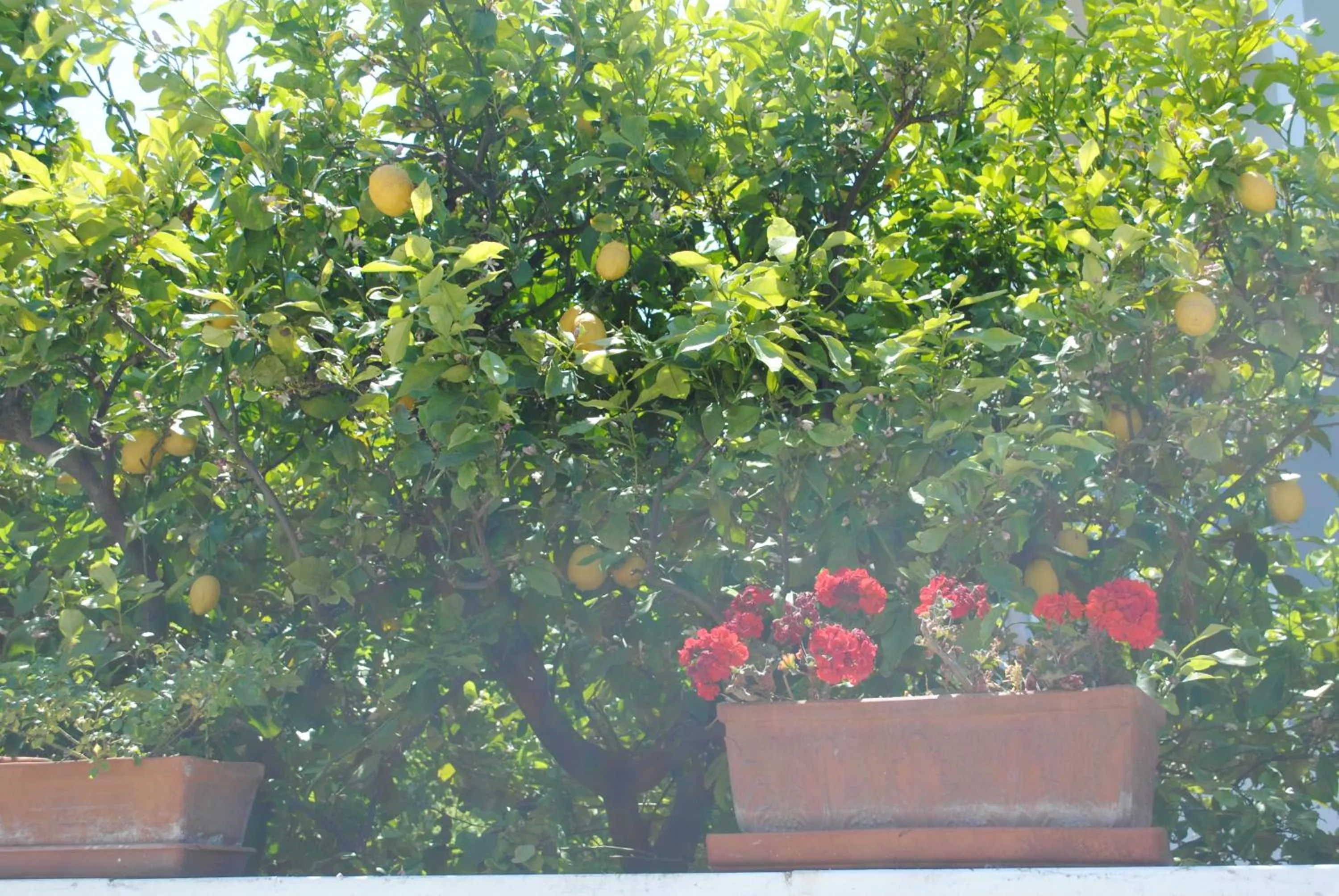 Decorative detail in Annavi