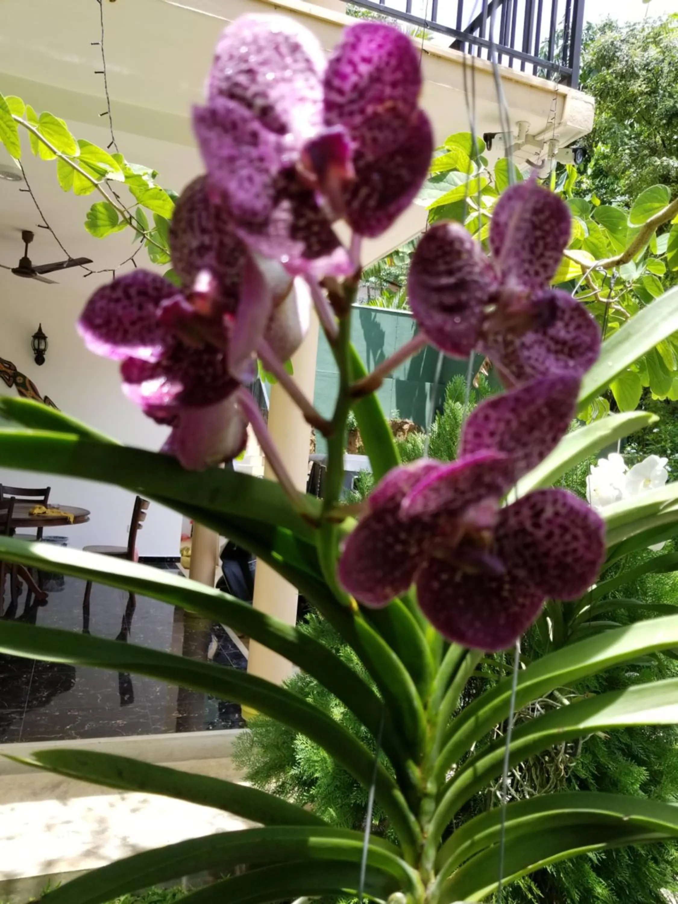 Garden in Coral Palm Villa and Apartment