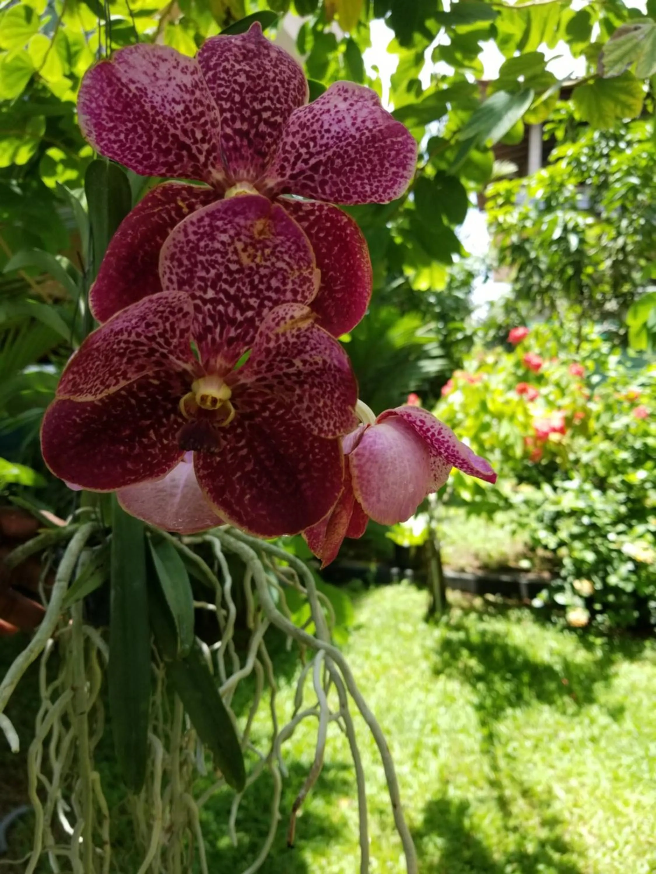 Garden in Coral Palm Villa and Apartment