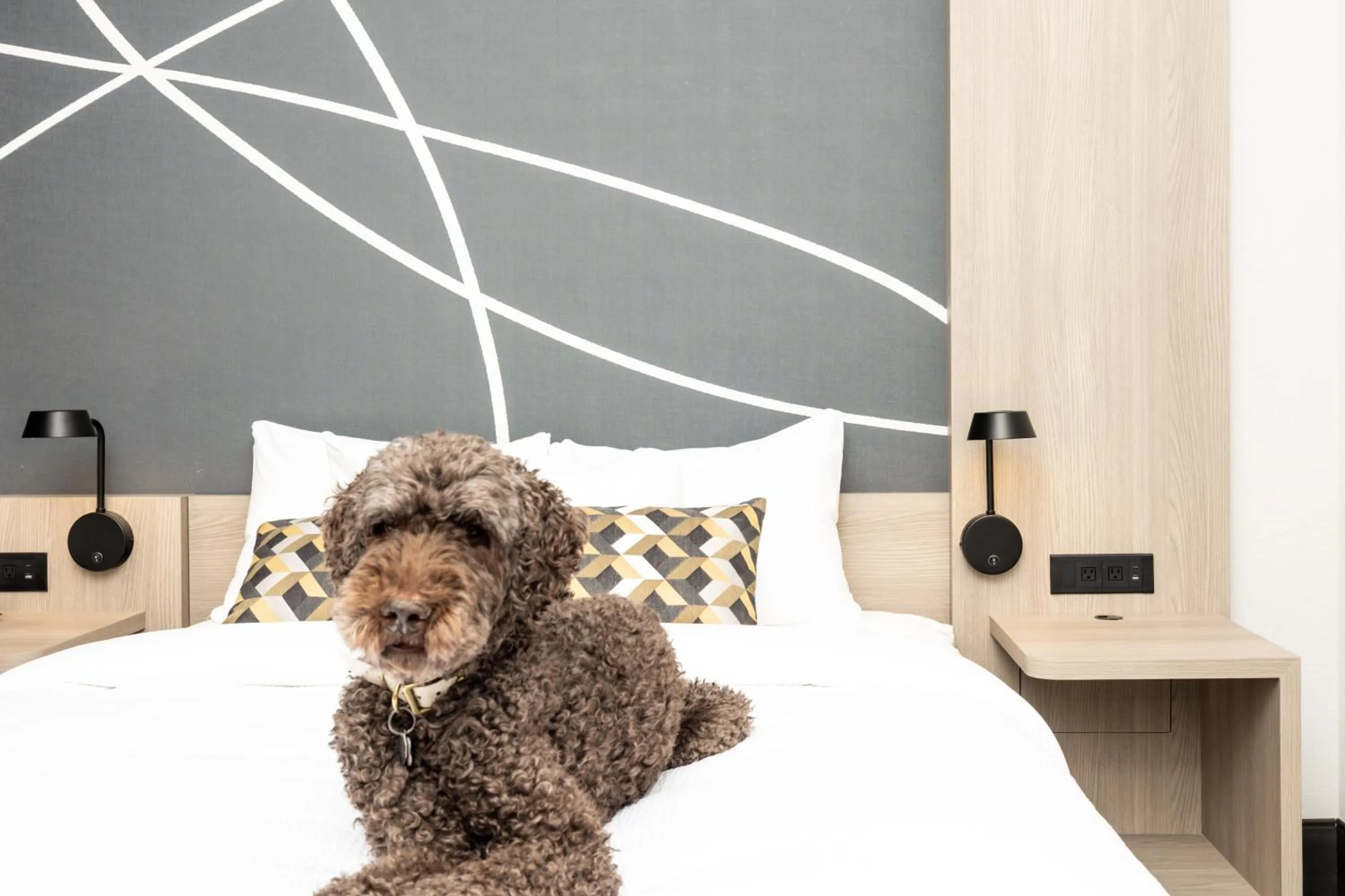 pet friendly, Bed in La Quinta Inn & Suites by Wyndham Kelowna BC