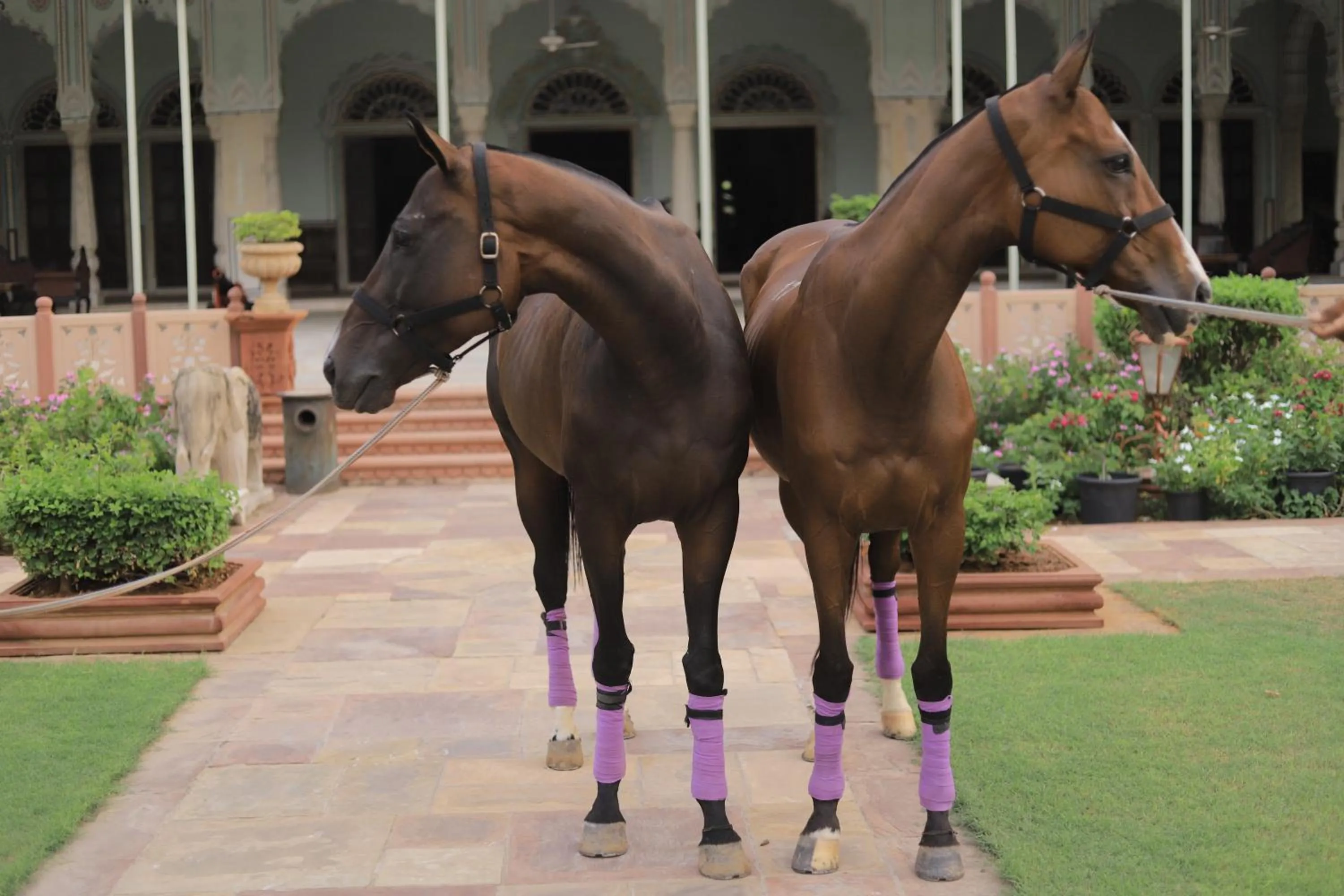 Animals in Castle Kanota