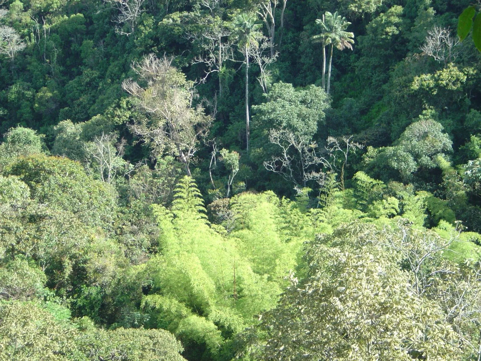 Kasaguadua - RESERVA NATURAL