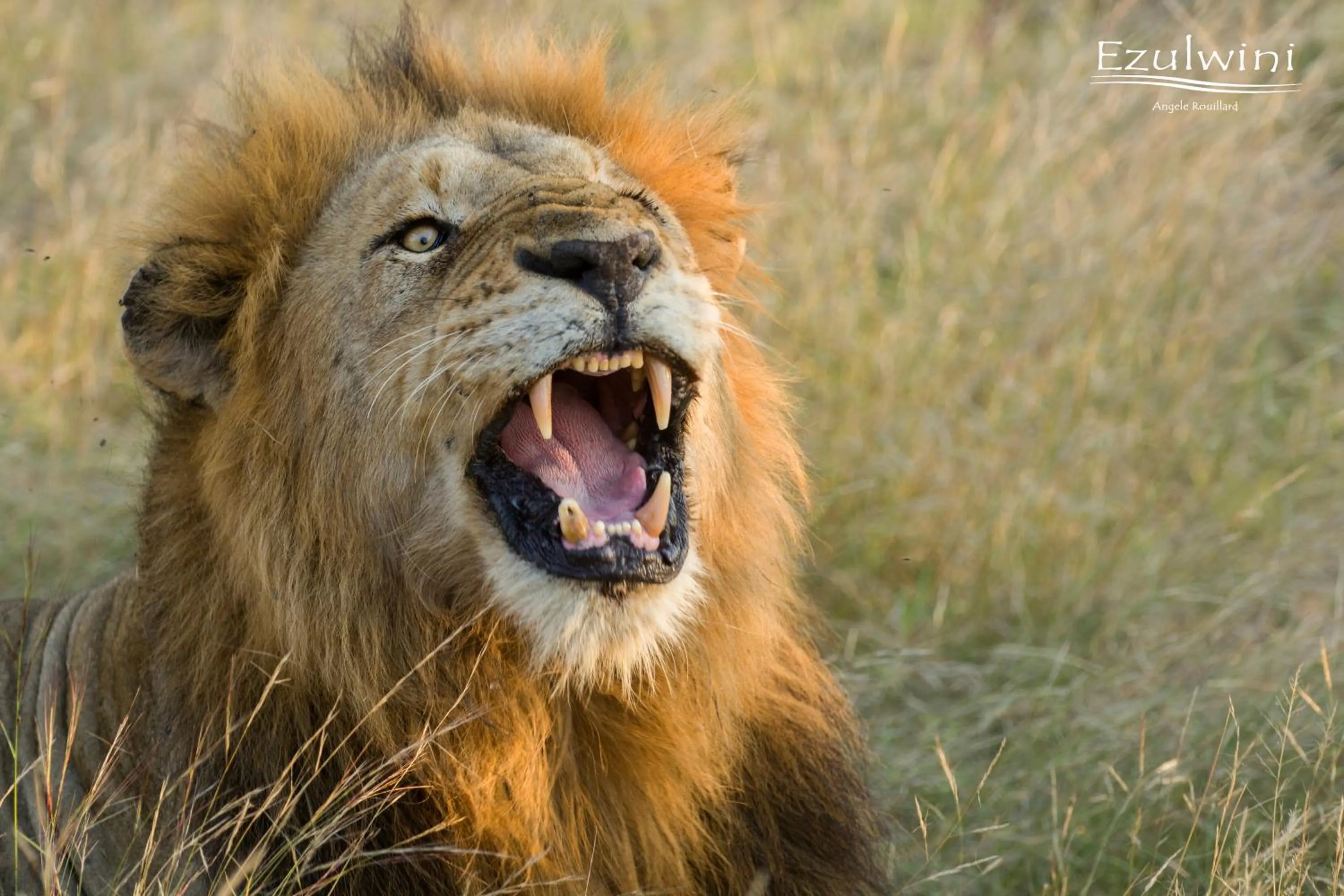 Animals in Ezulwini Game Lodges