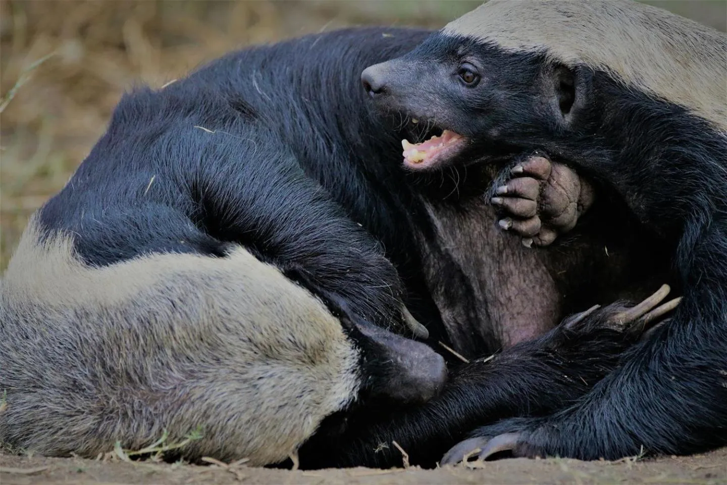 Animals in Ezulwini Game Lodges