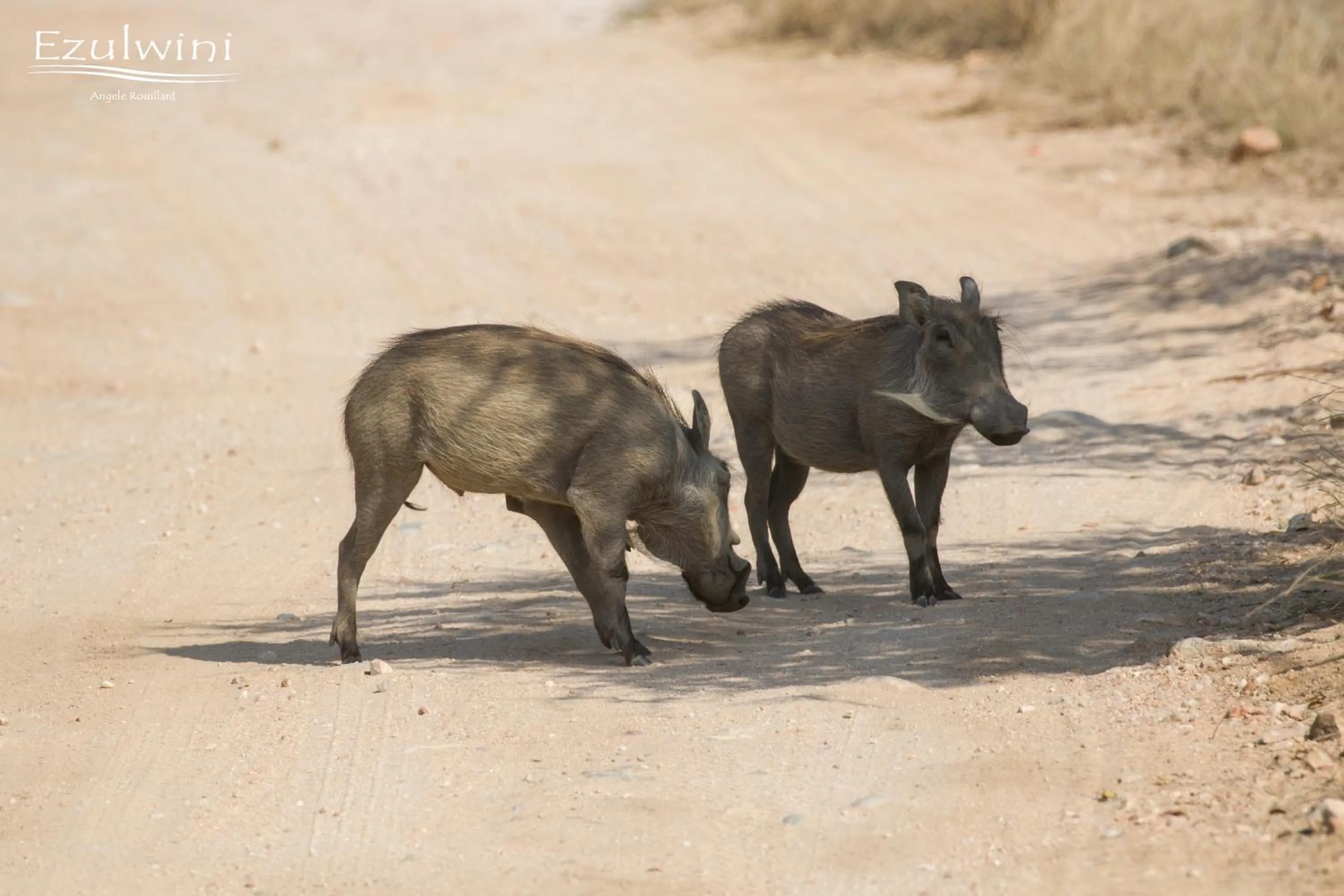 Natural landscape in Ezulwini Game Lodges