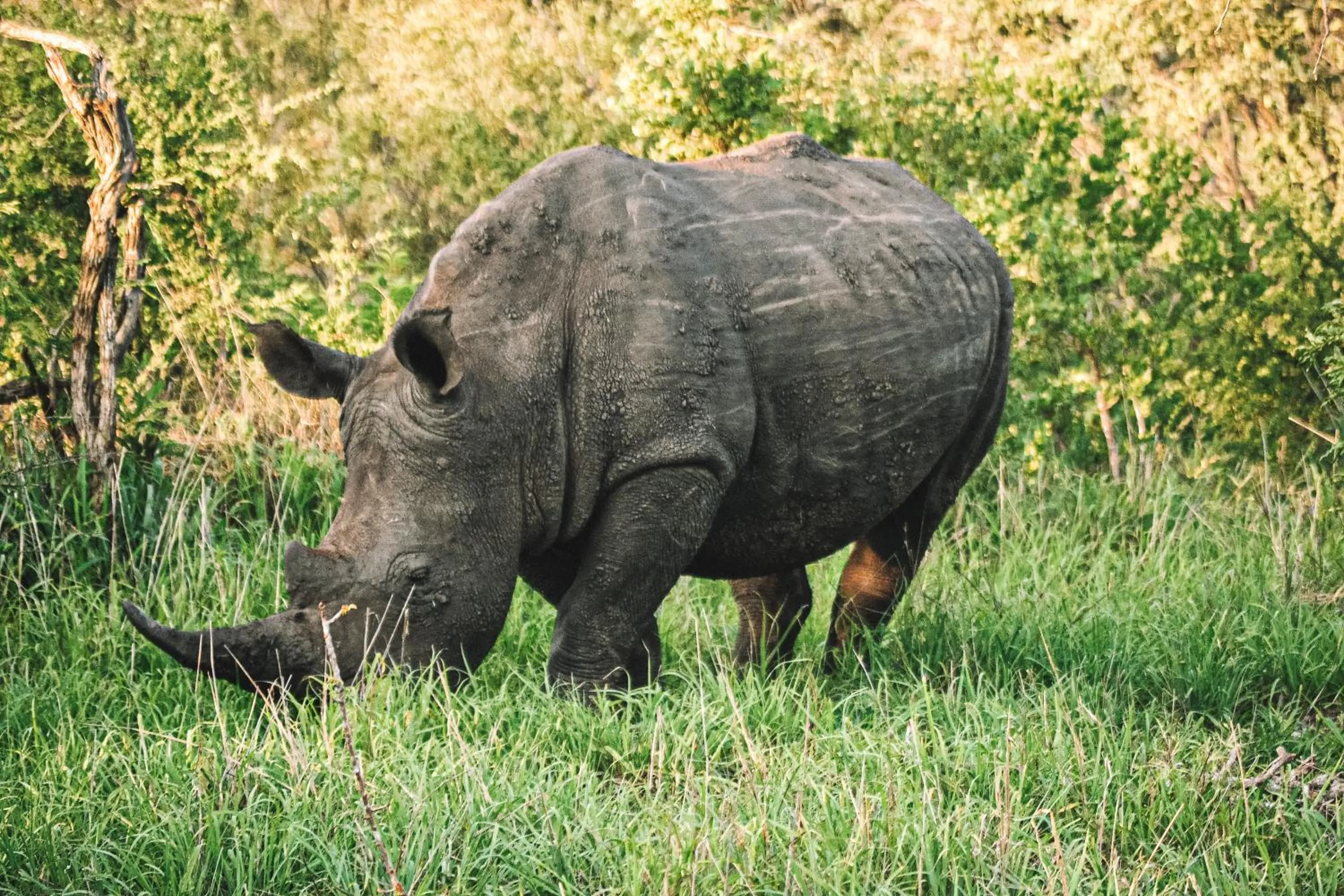 Honeyguide Tented Safari Camp - Khoka Moya