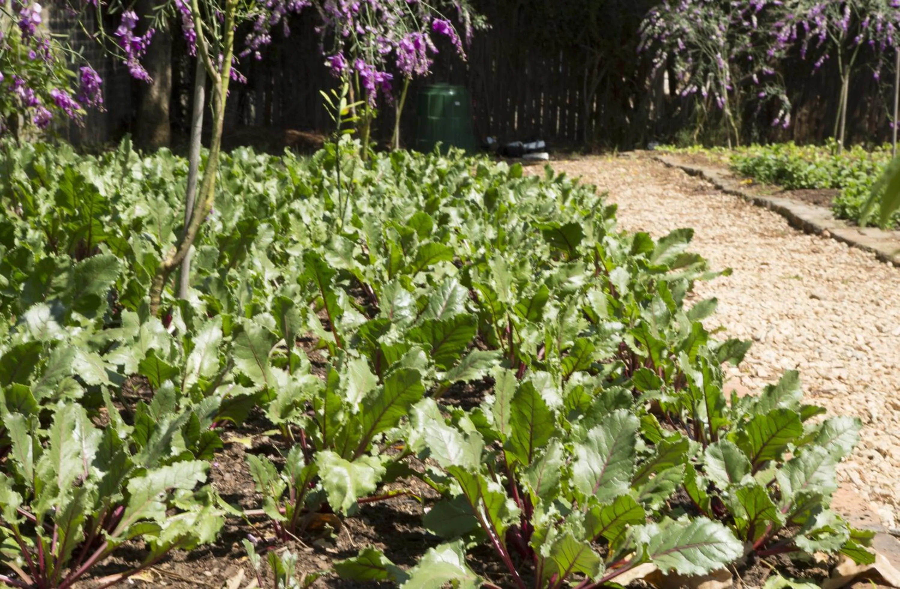 Garden view in Ten Bompas Hotel