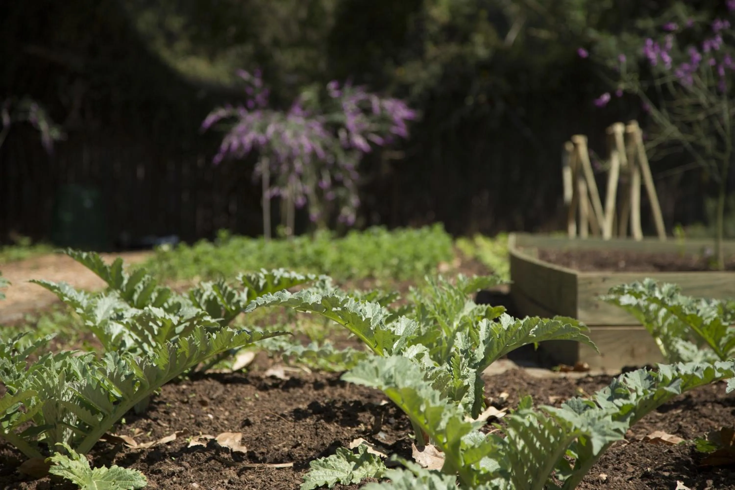 Garden view in Ten Bompas Hotel