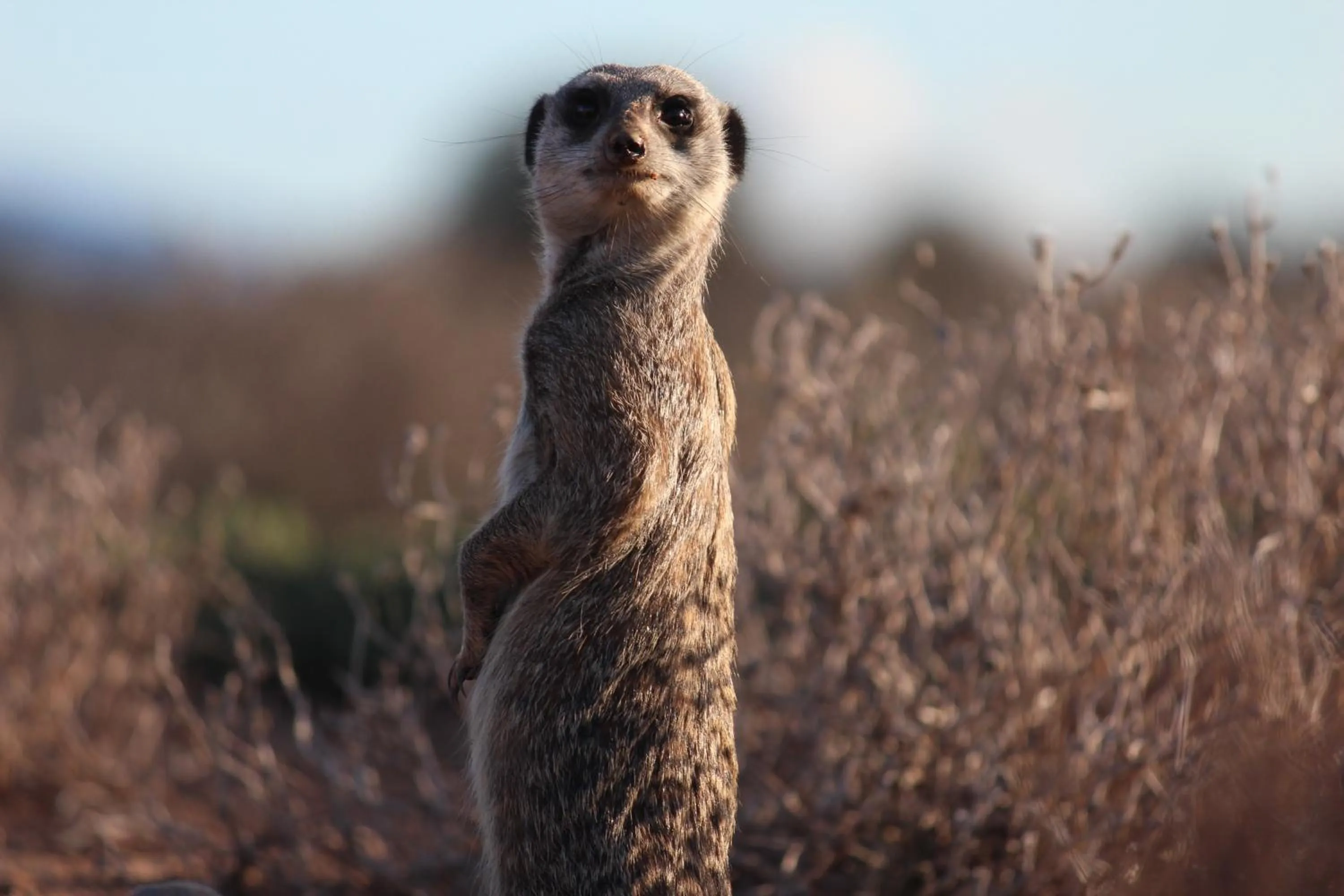 Animals in De Zeekoe Guest Farm
