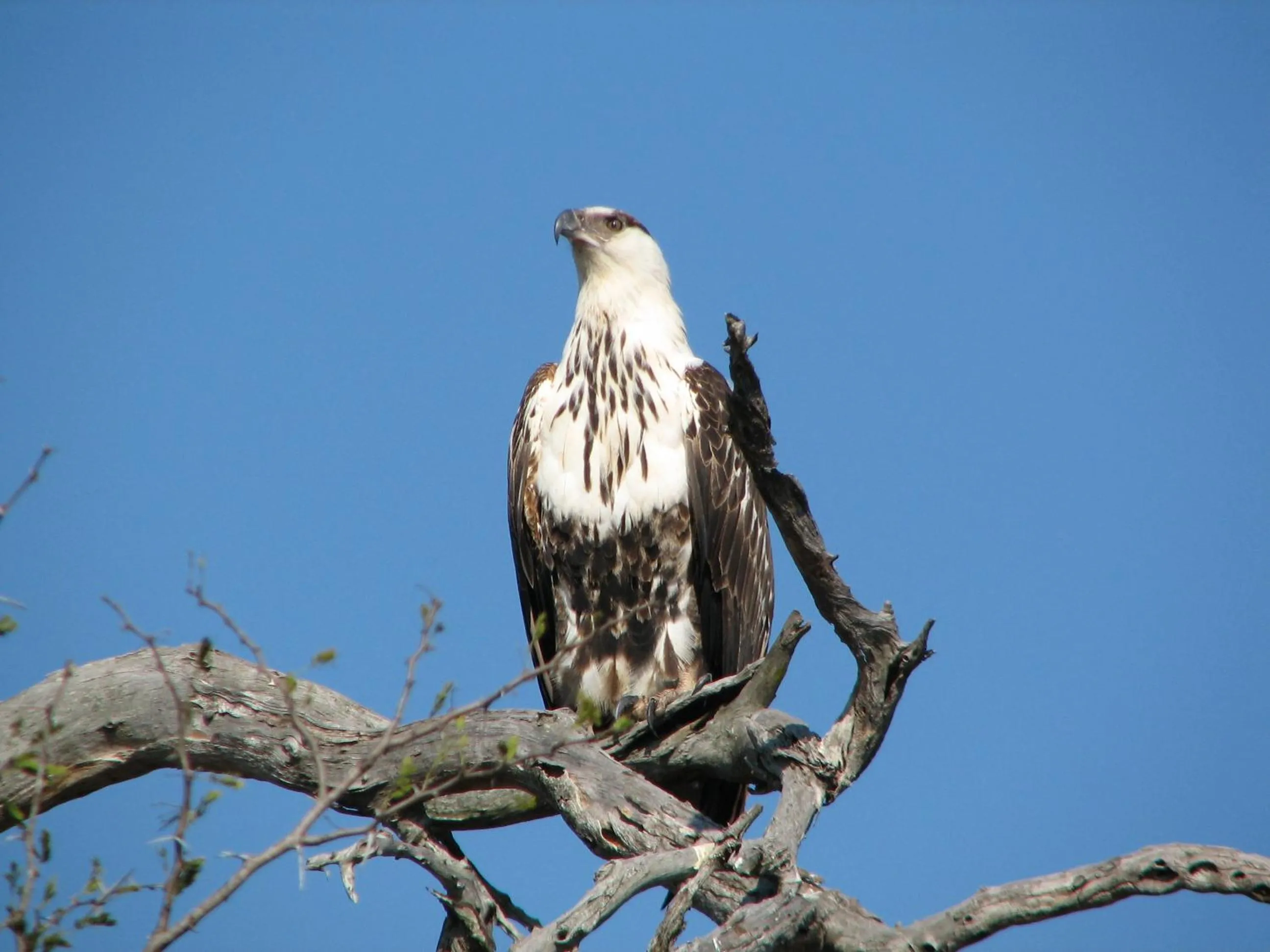 Animals in De Zeekoe Guest Farm