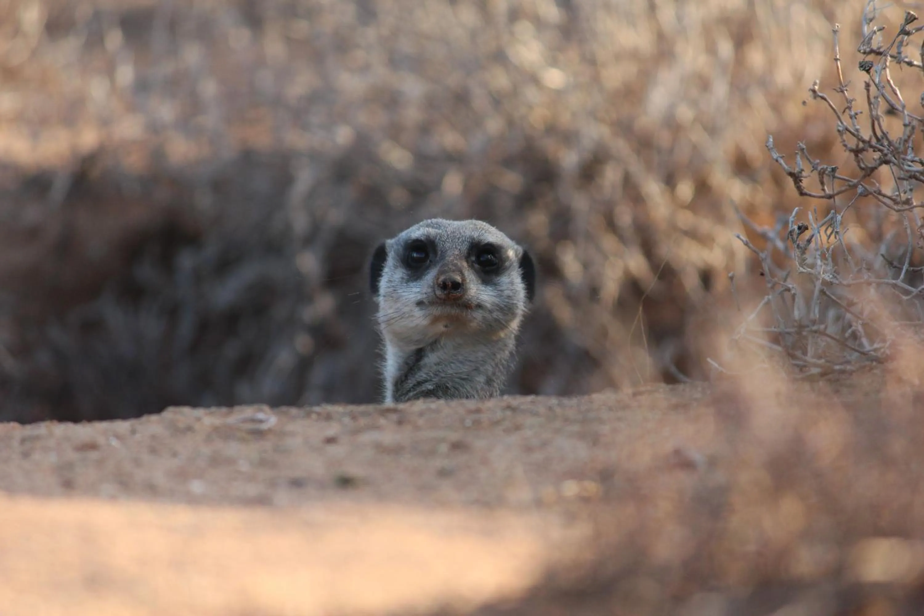 Animals in De Zeekoe Guest Farm