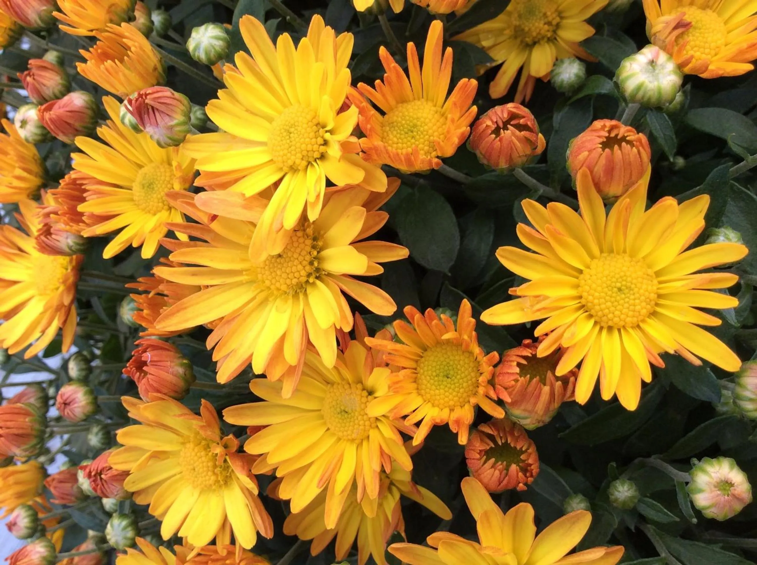 Decorative detail in Auberge Motel Panorama