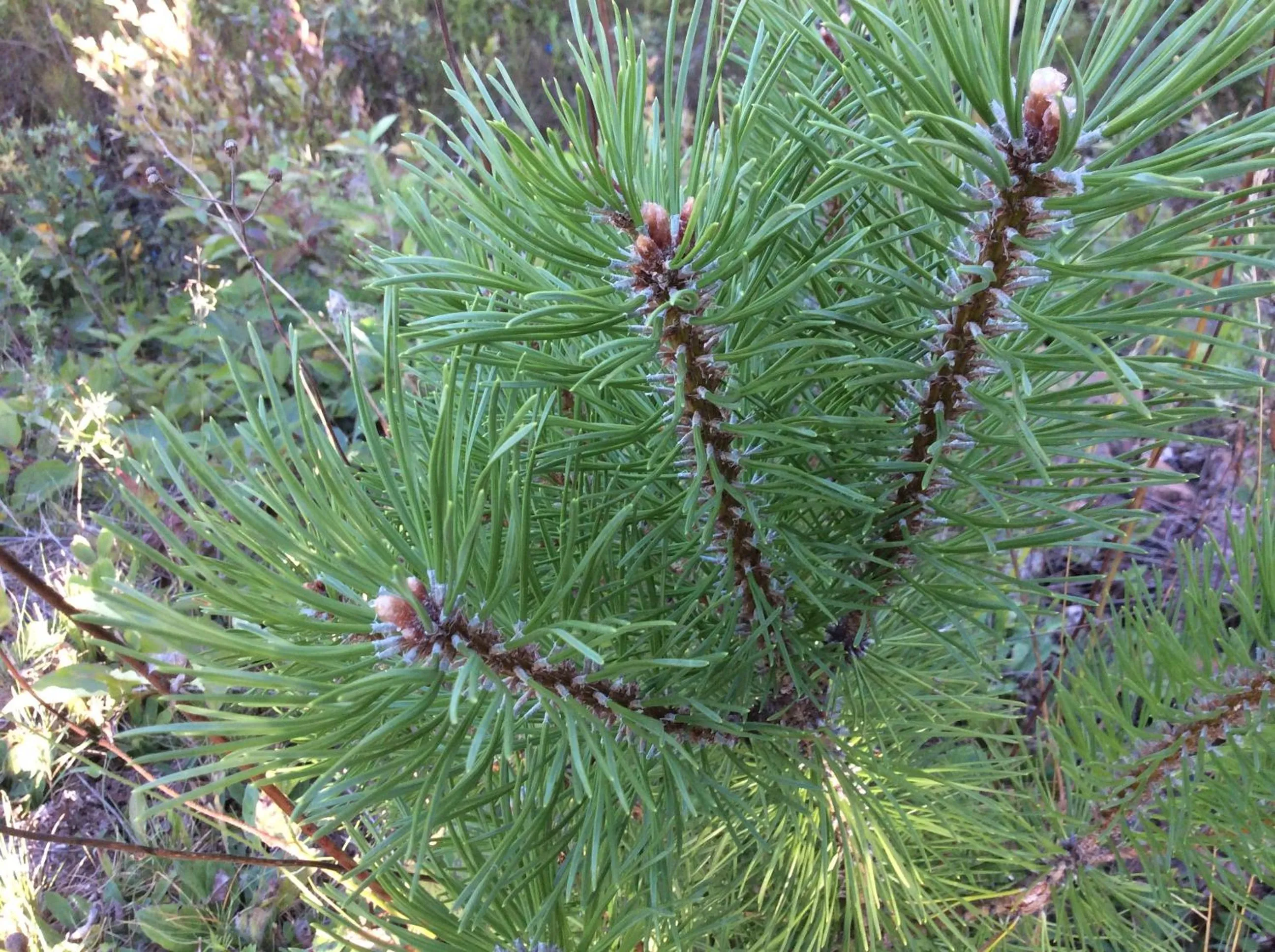 Decorative detail in Auberge Motel Panorama