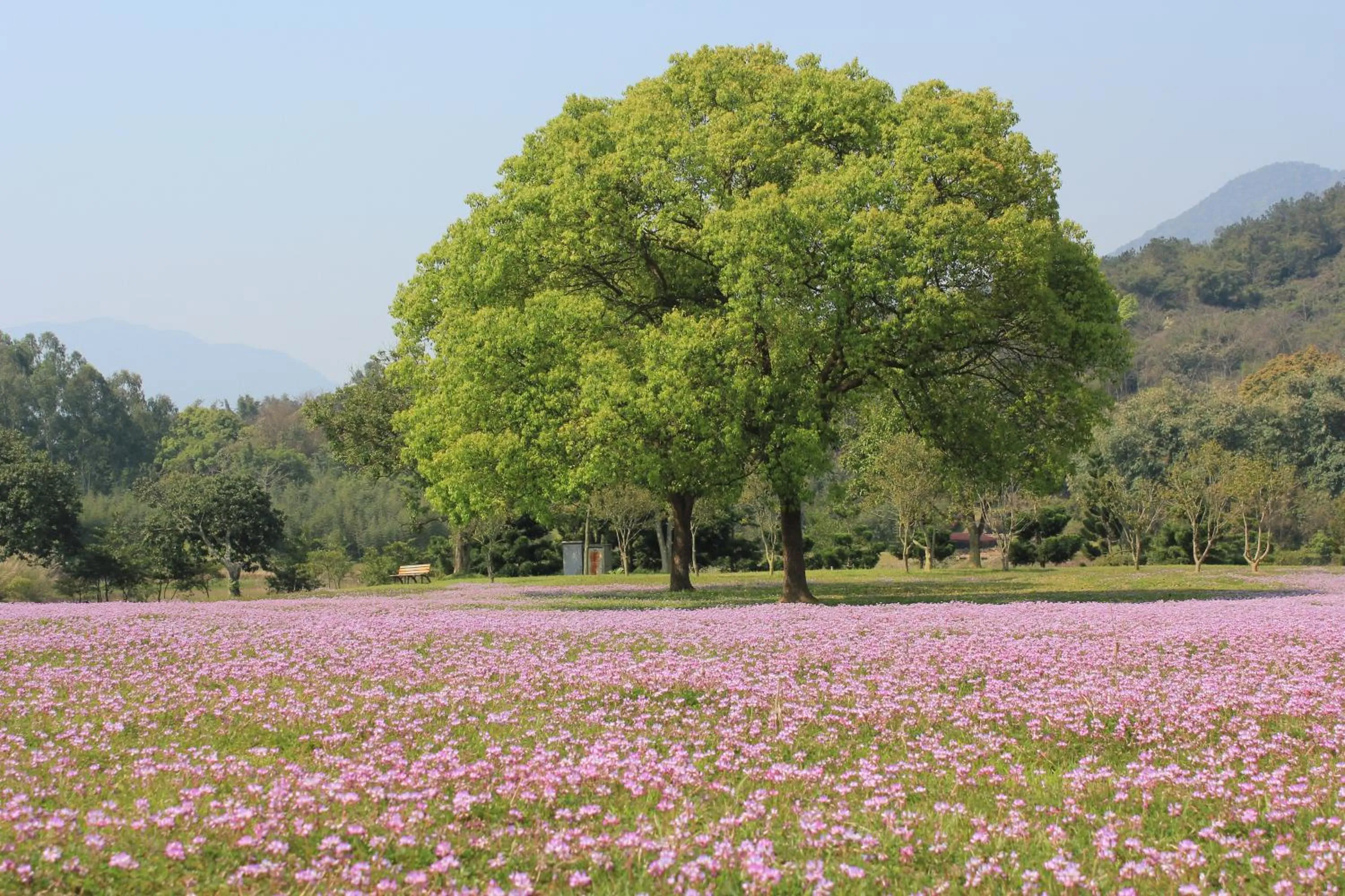 Spring in Carp Islet Resort Fuzhou