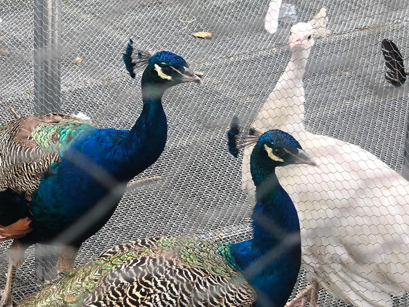 Animals in Carp Islet Resort Fuzhou