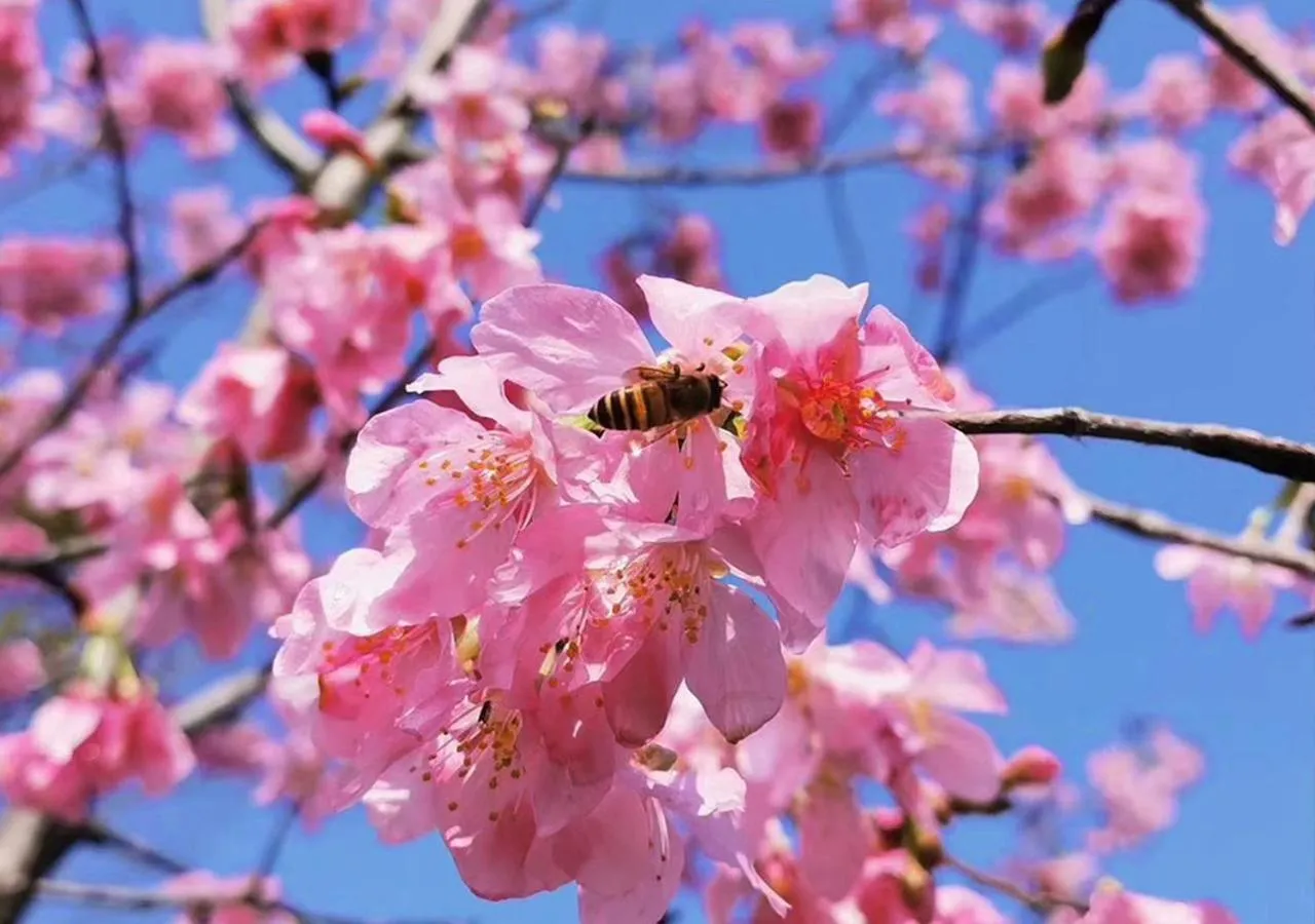 Spring in Carp Islet Resort Fuzhou