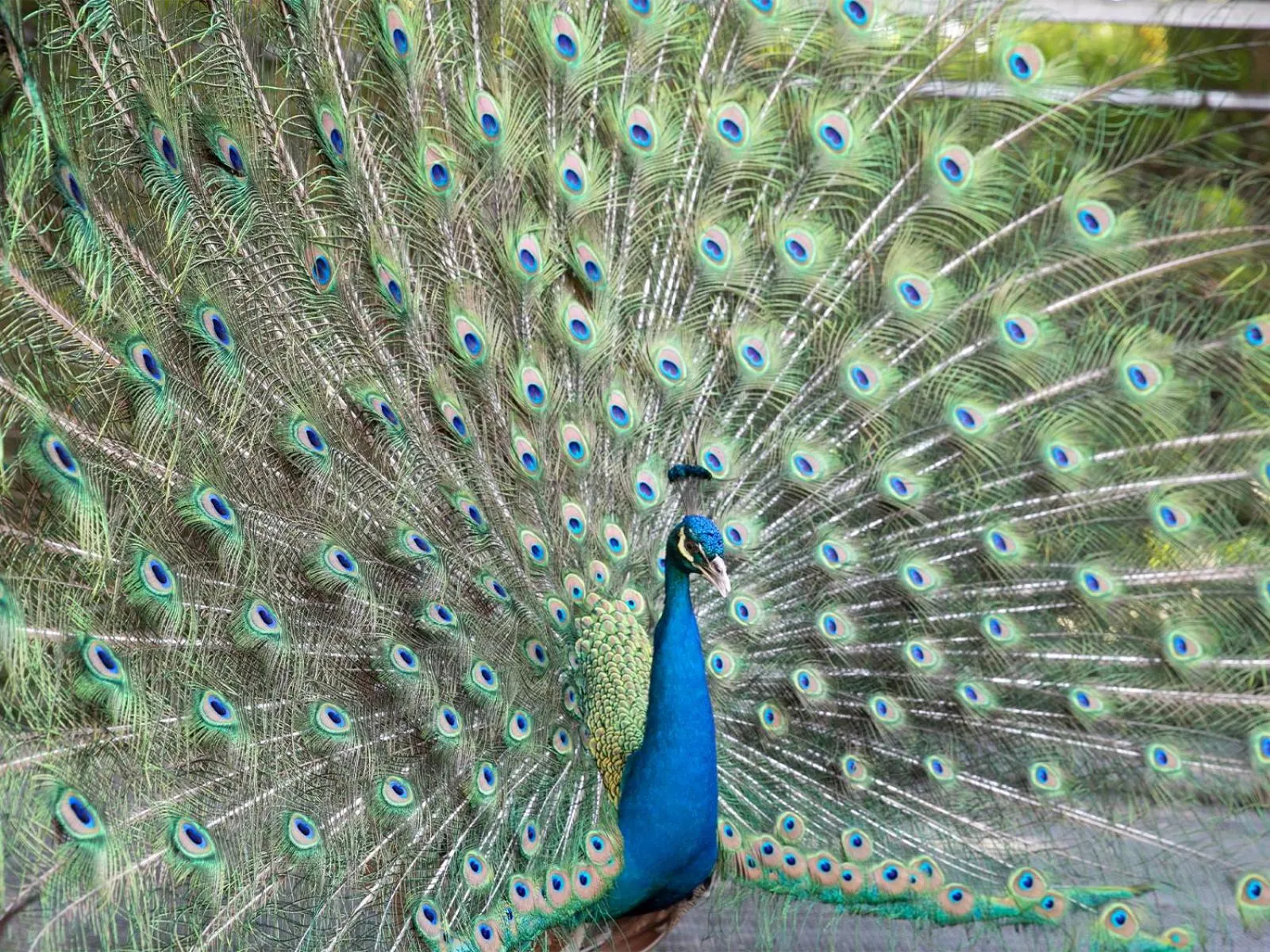 Animals in Carp Islet Resort Fuzhou