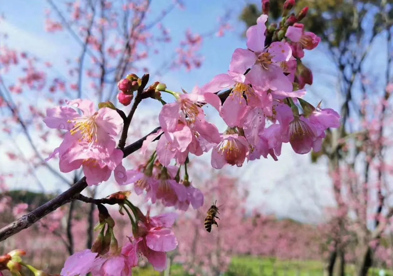 Garden view in Carp Islet Resort Fuzhou