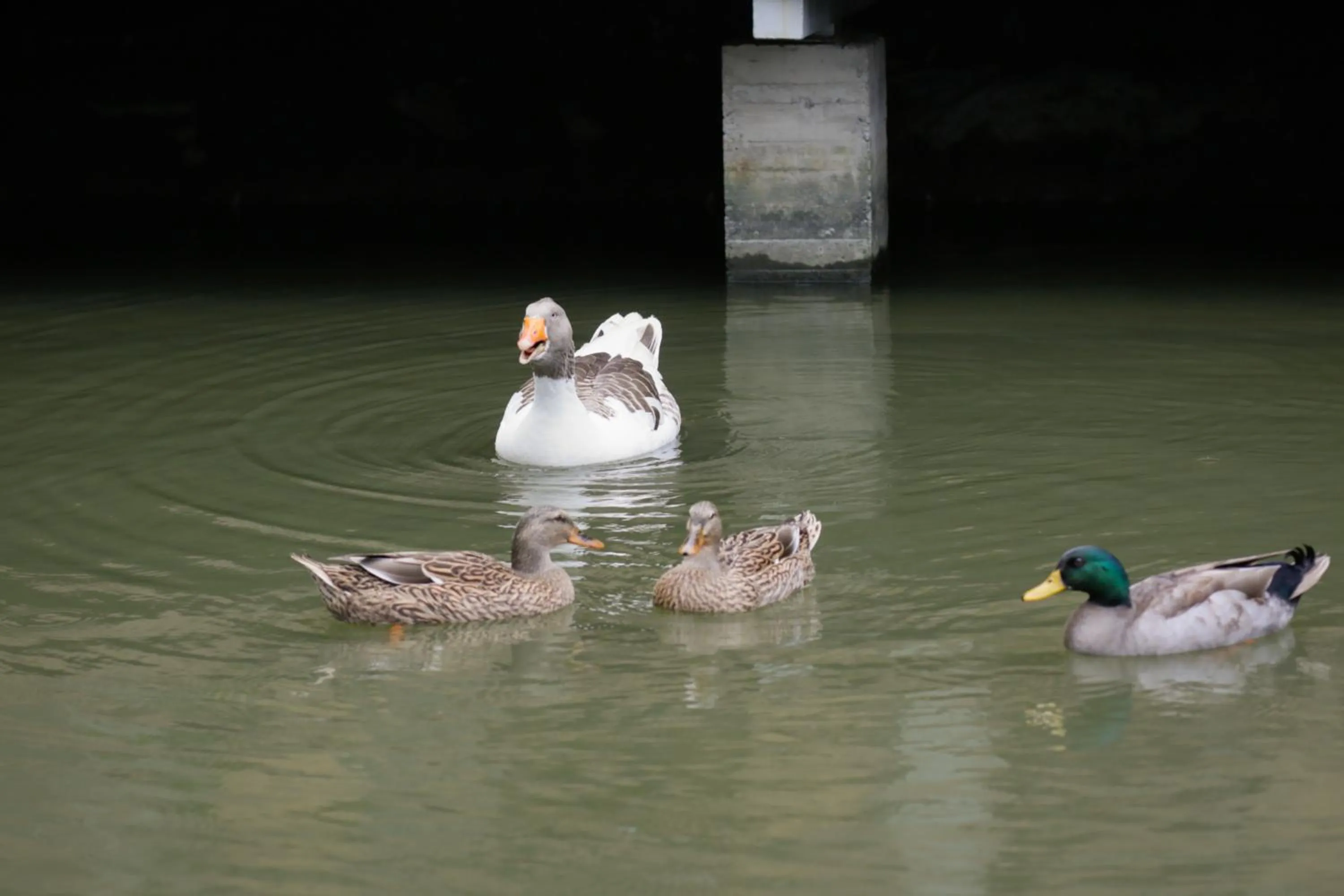 Animals in Just Like Villa