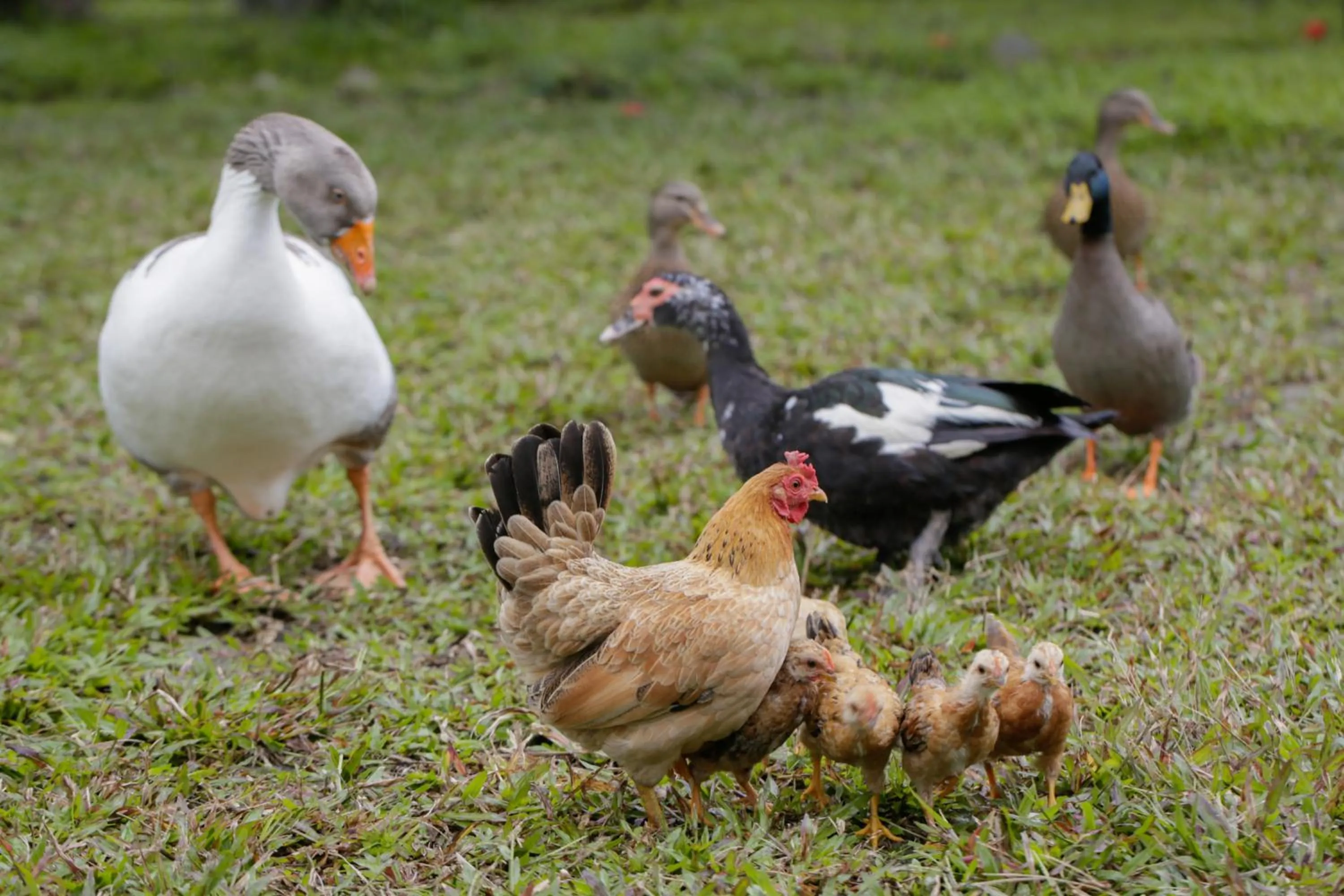 Animals in Just Like Villa