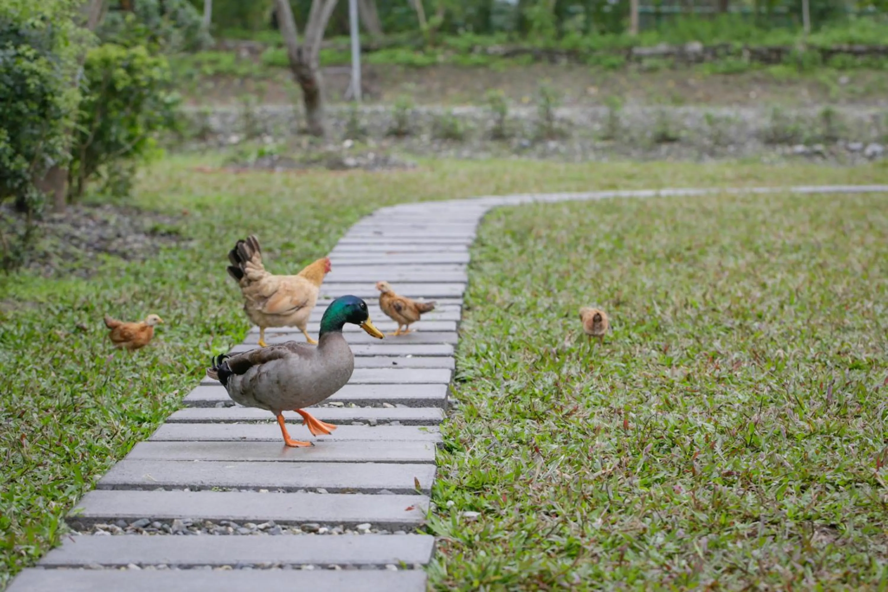 Animals in Just Like Villa