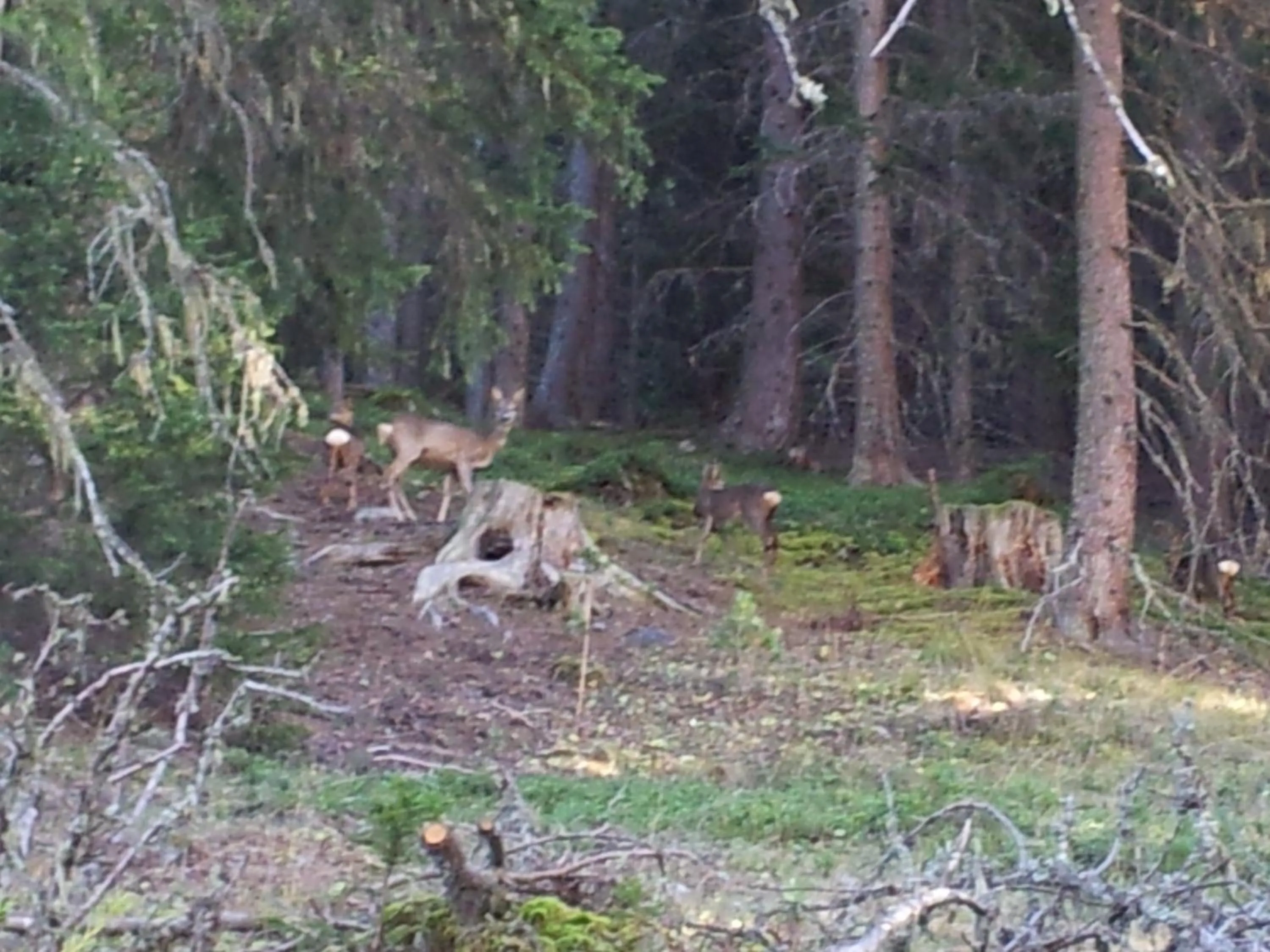 Spring in Gasthof Waldruhe