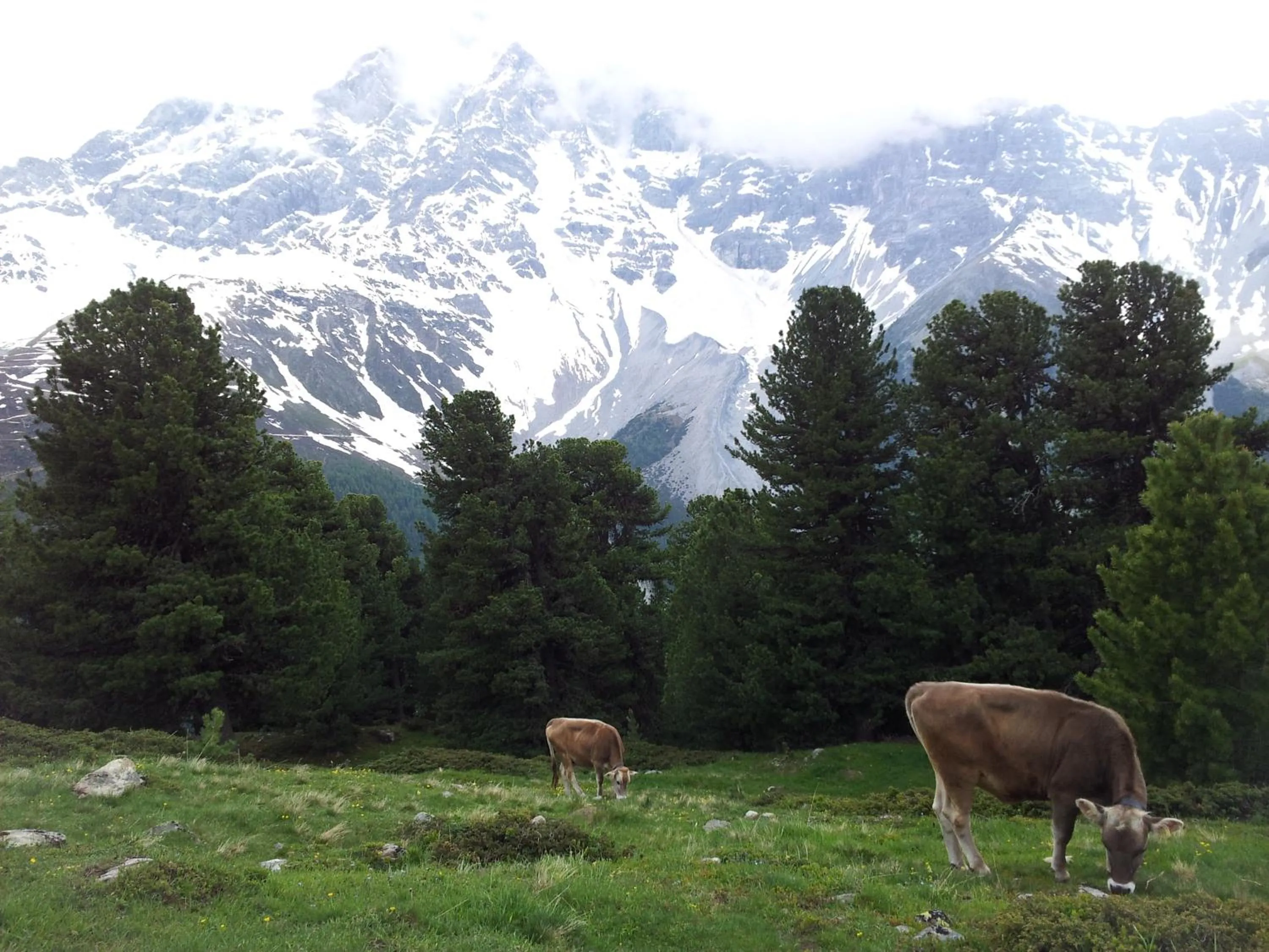 Animals in Gasthof Waldruhe